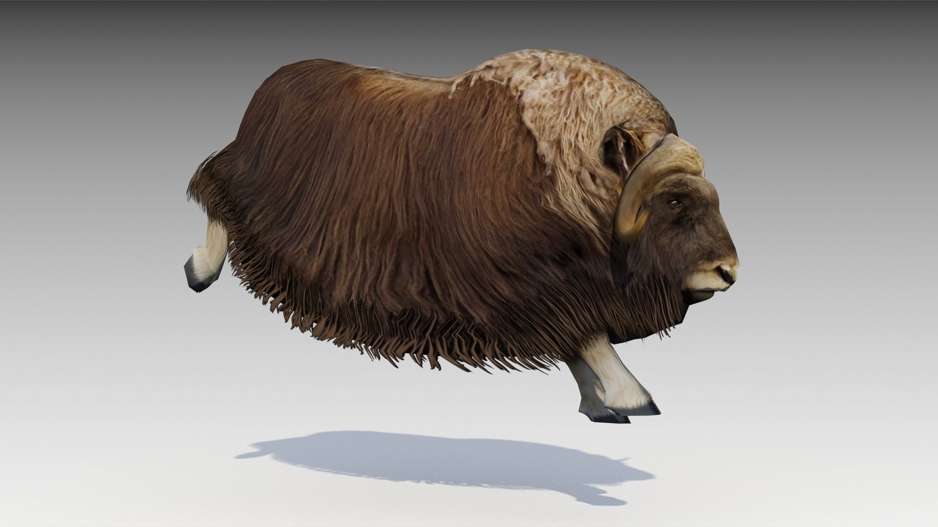Muskox yak Low-poly 3D model_5