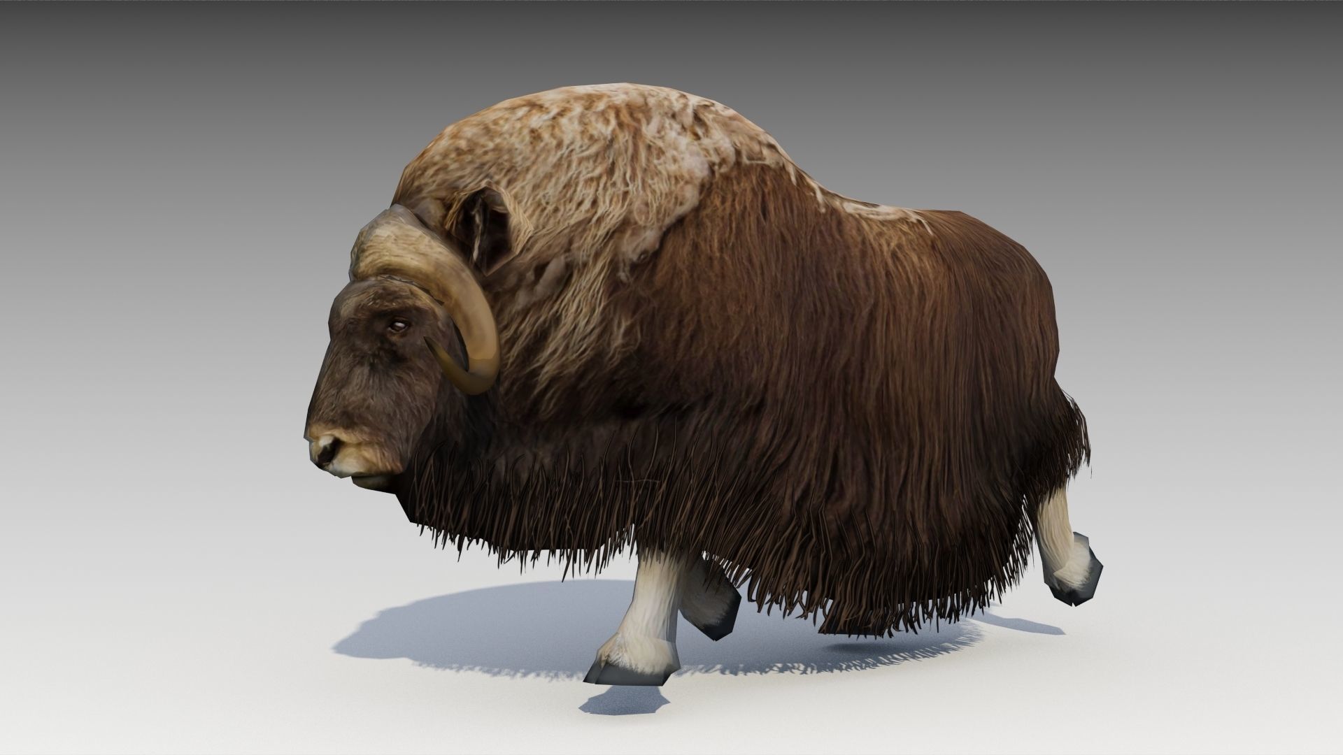 Muskox yak Low-poly 3D model_6