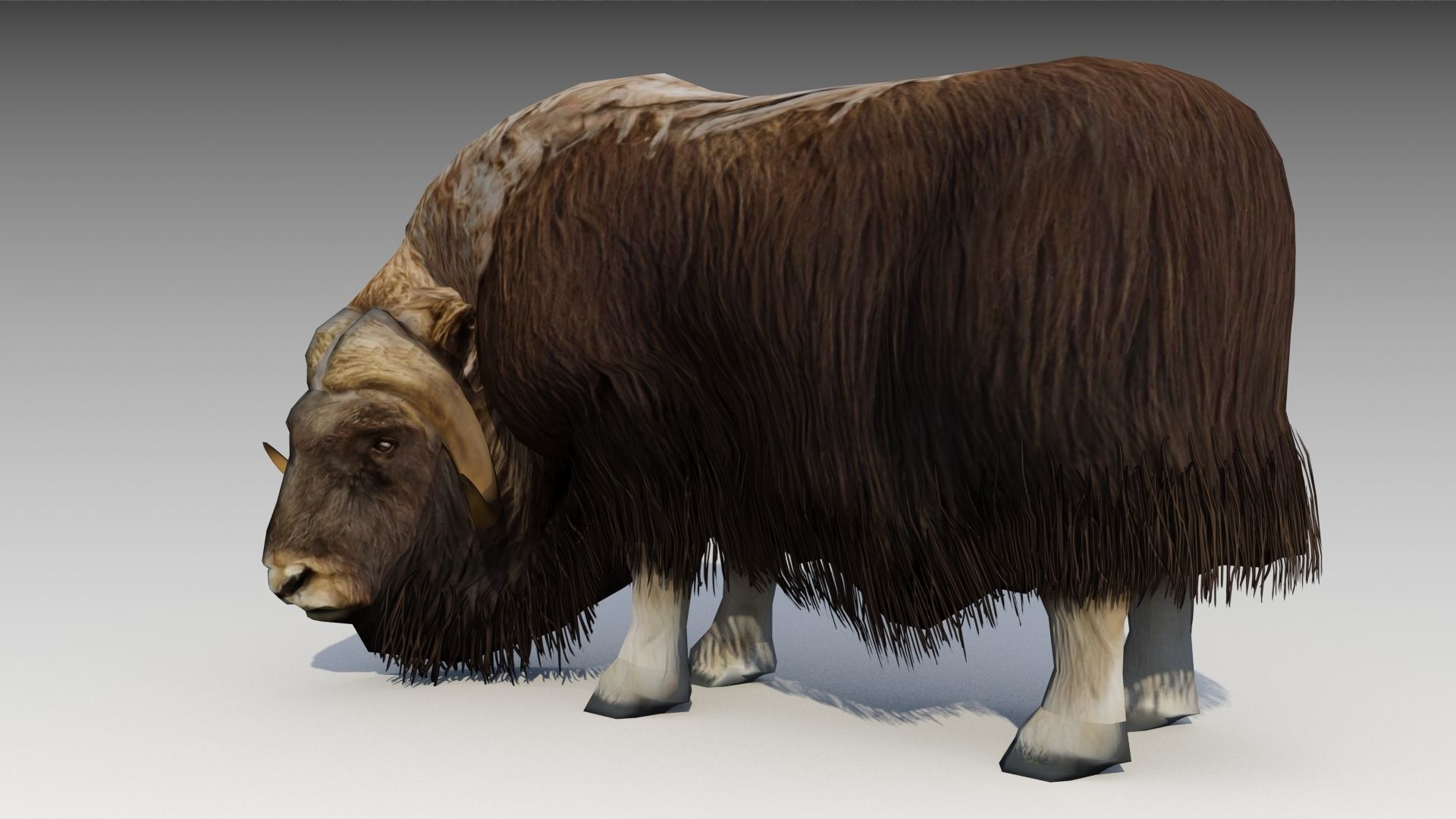 Muskox yak Low-poly 3D model_9