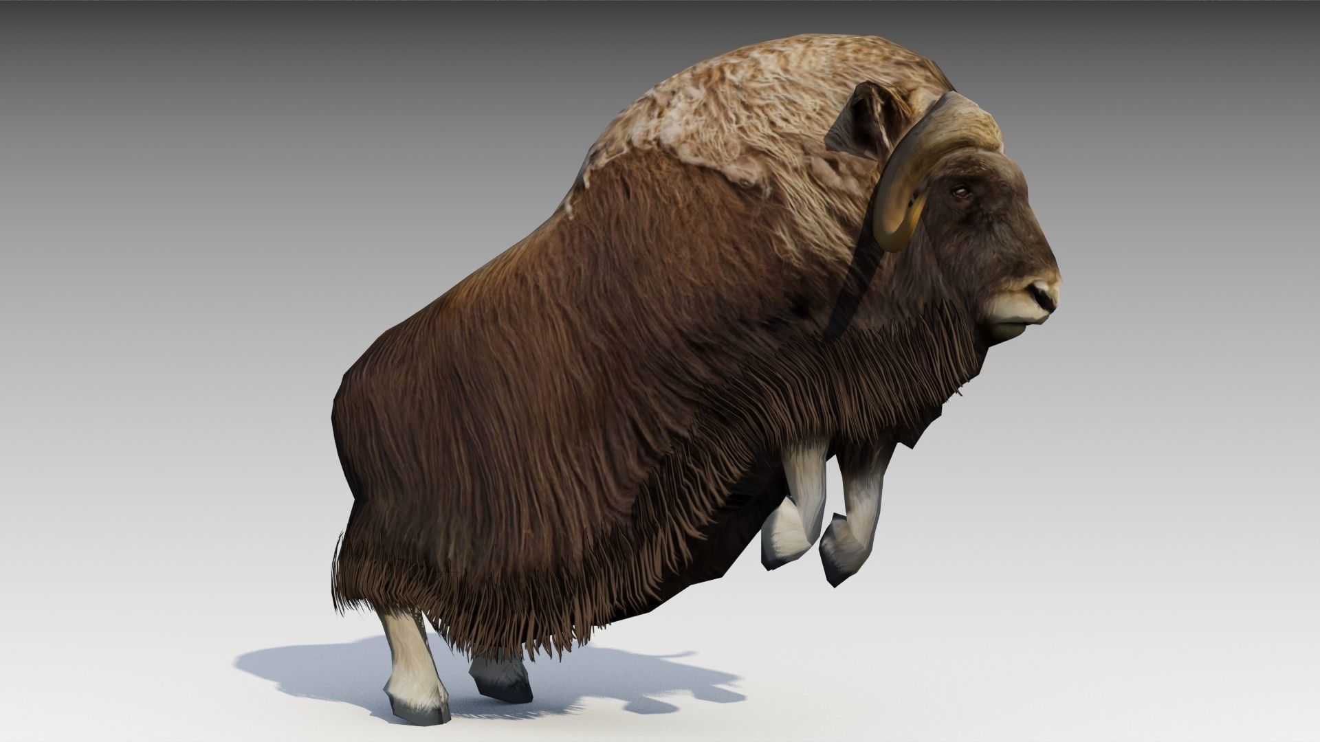 Muskox yak Low-poly 3D model_12