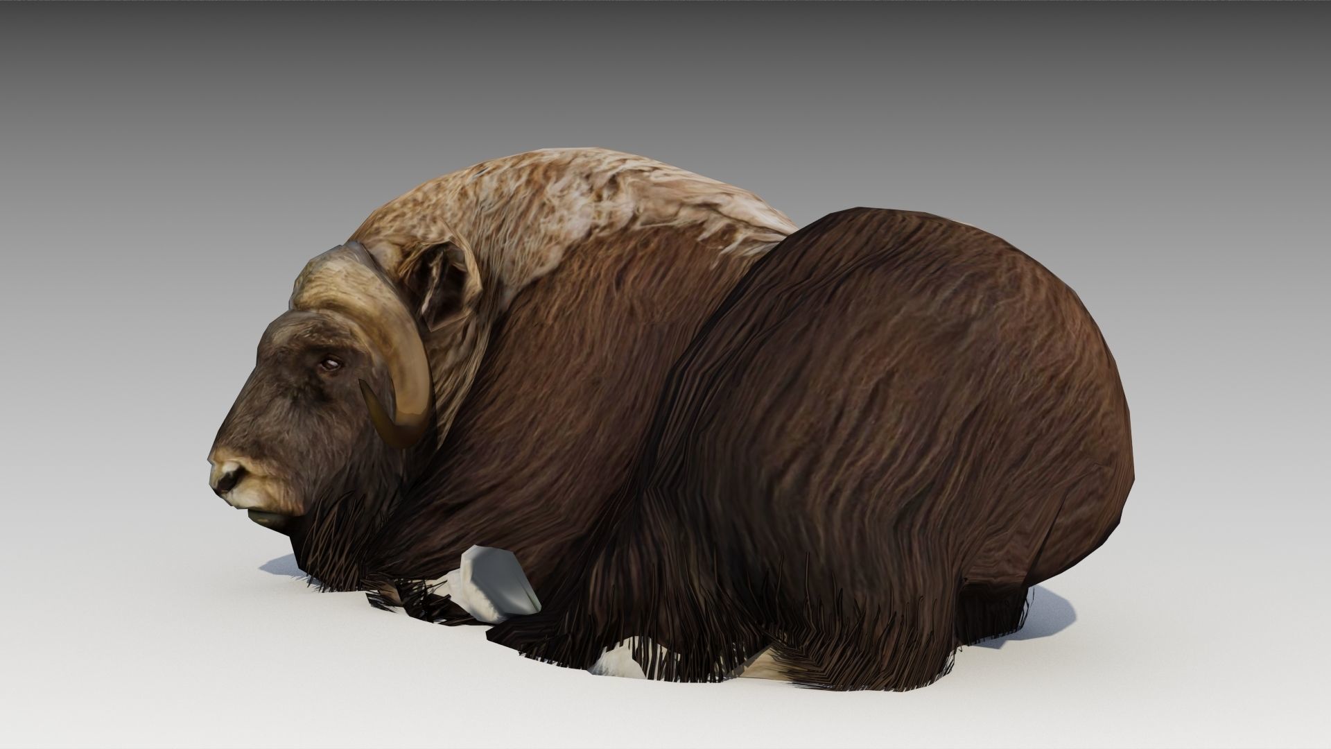 Muskox yak Low-poly 3D model_7