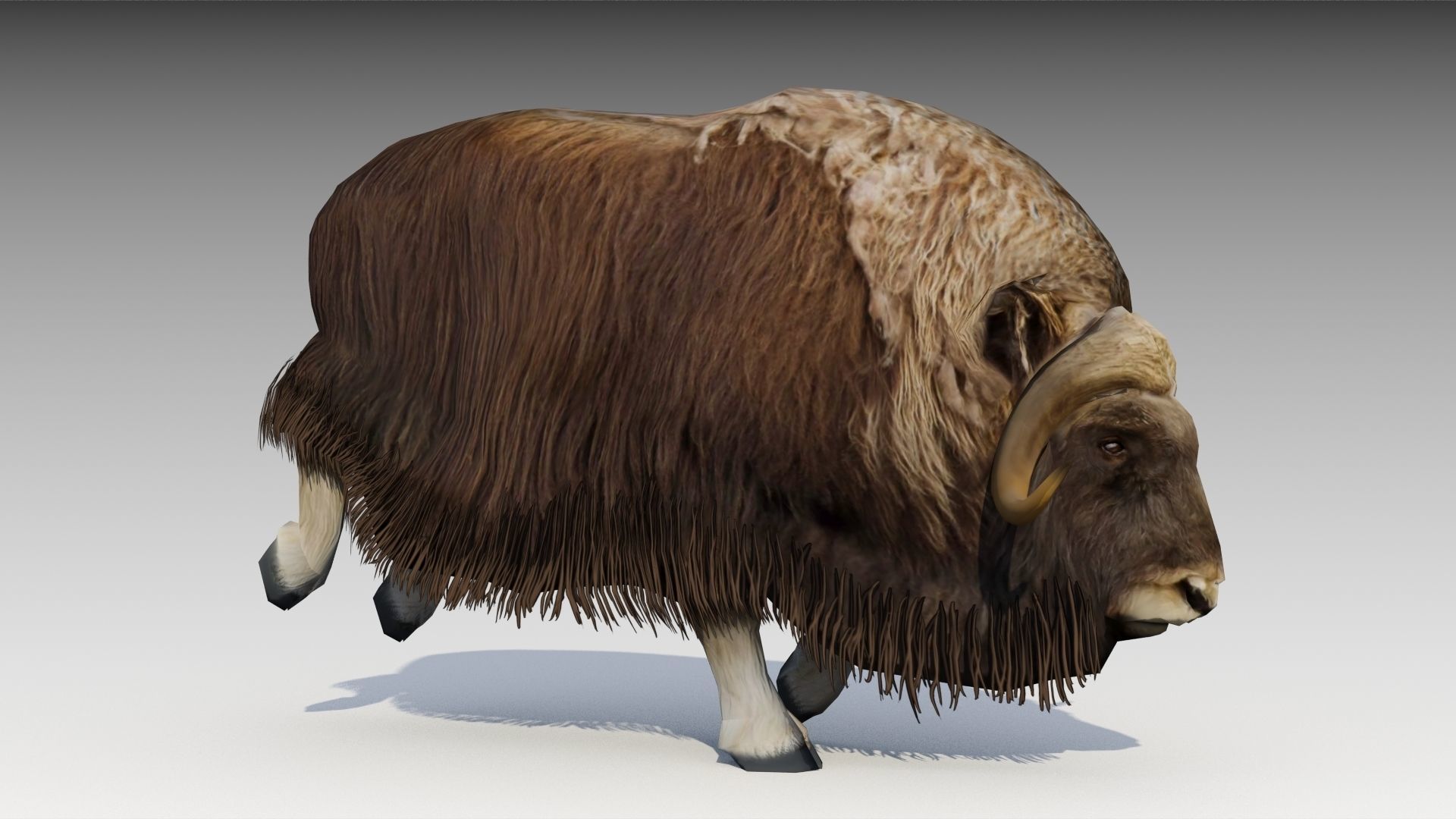 Muskox yak Low-poly 3D model_3