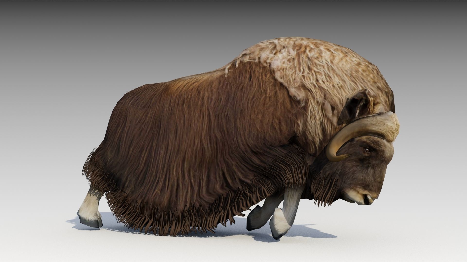 Muskox yak Low-poly 3D model_10
