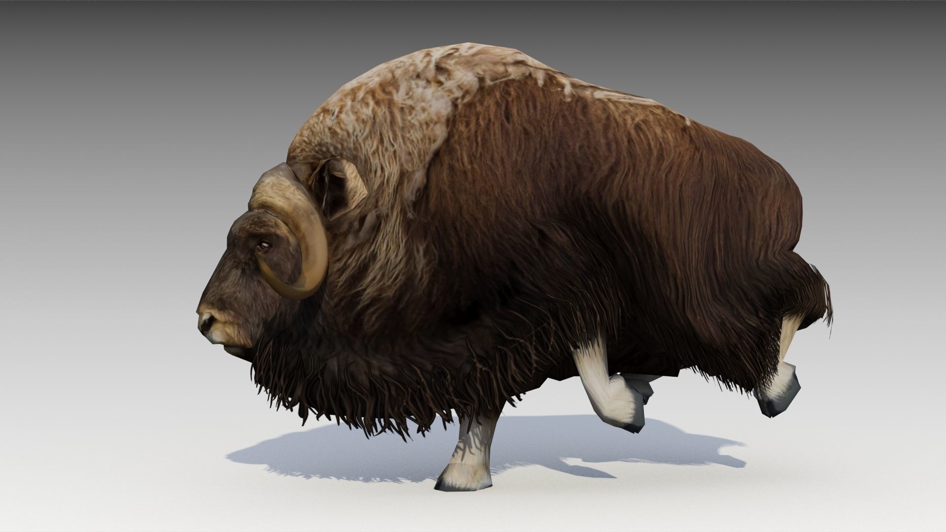 Muskox yak Low-poly 3D model_4