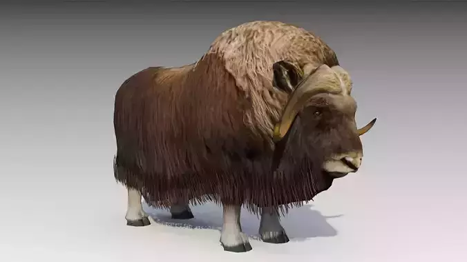 Muskox yak