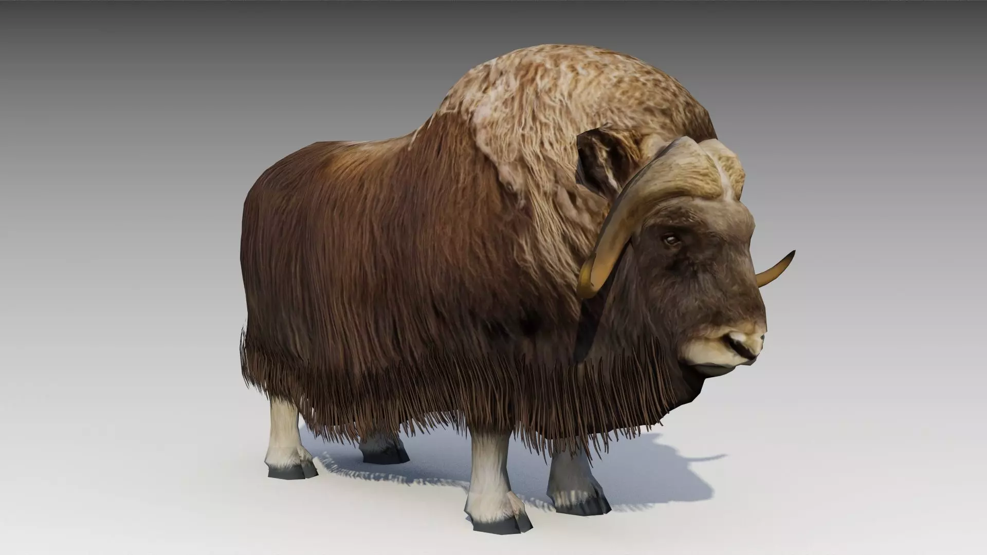Muskox yak Low-poly 3D model_0