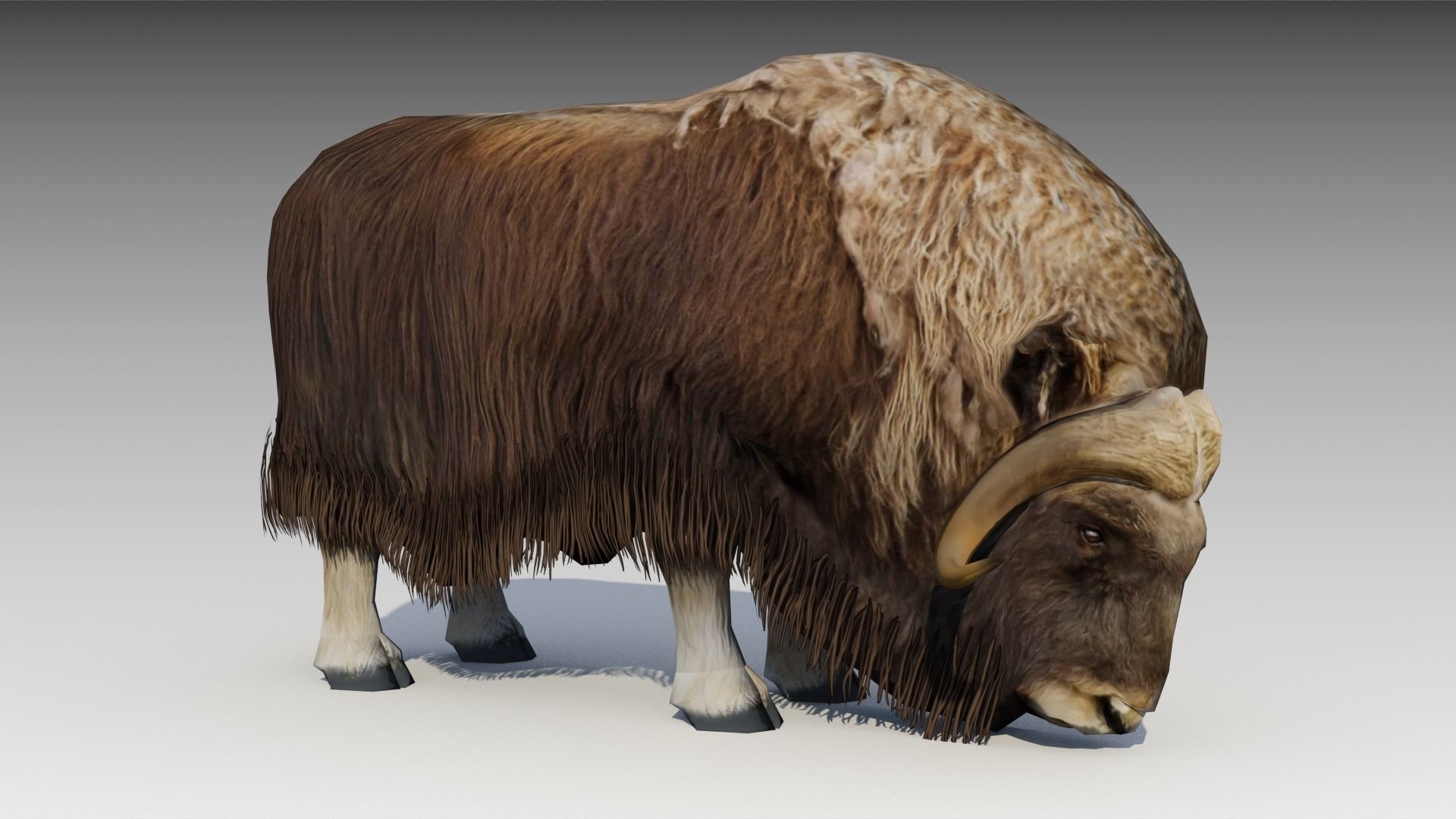 Muskox yak Low-poly 3D model_8