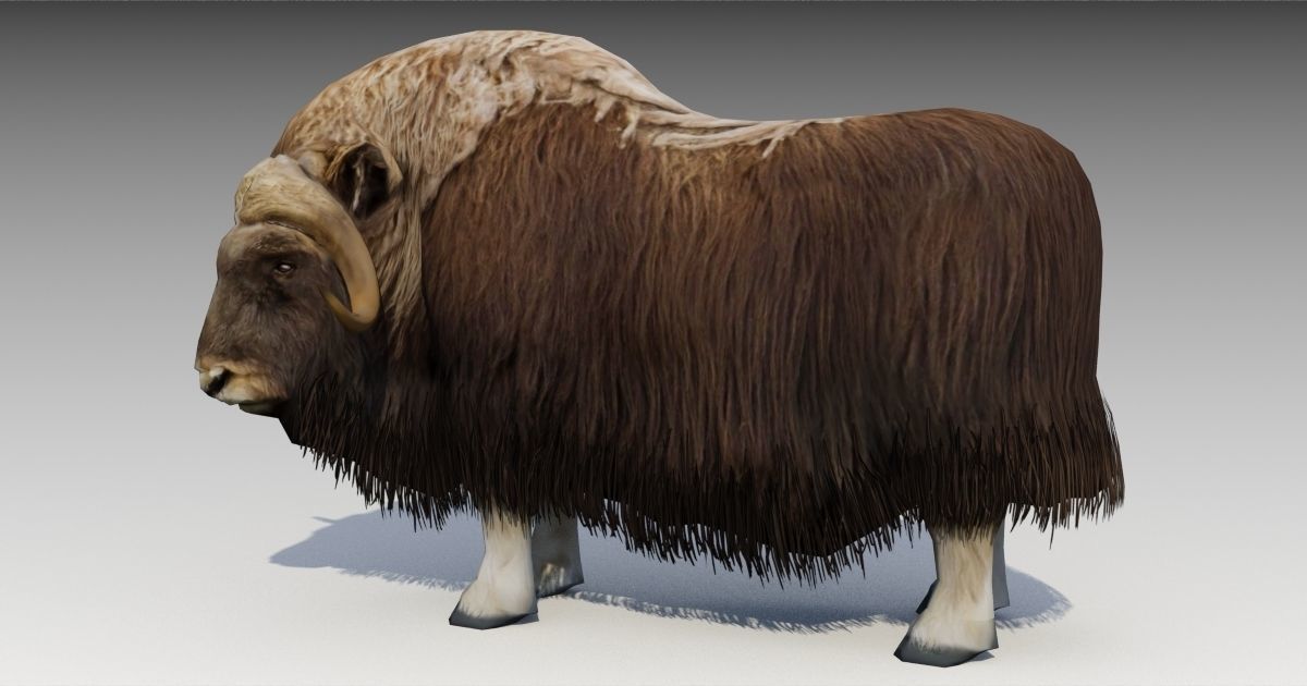 Muskox yak Low-poly 3D model_11