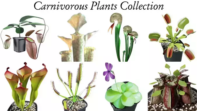 Carnivorous plants collection 3D model