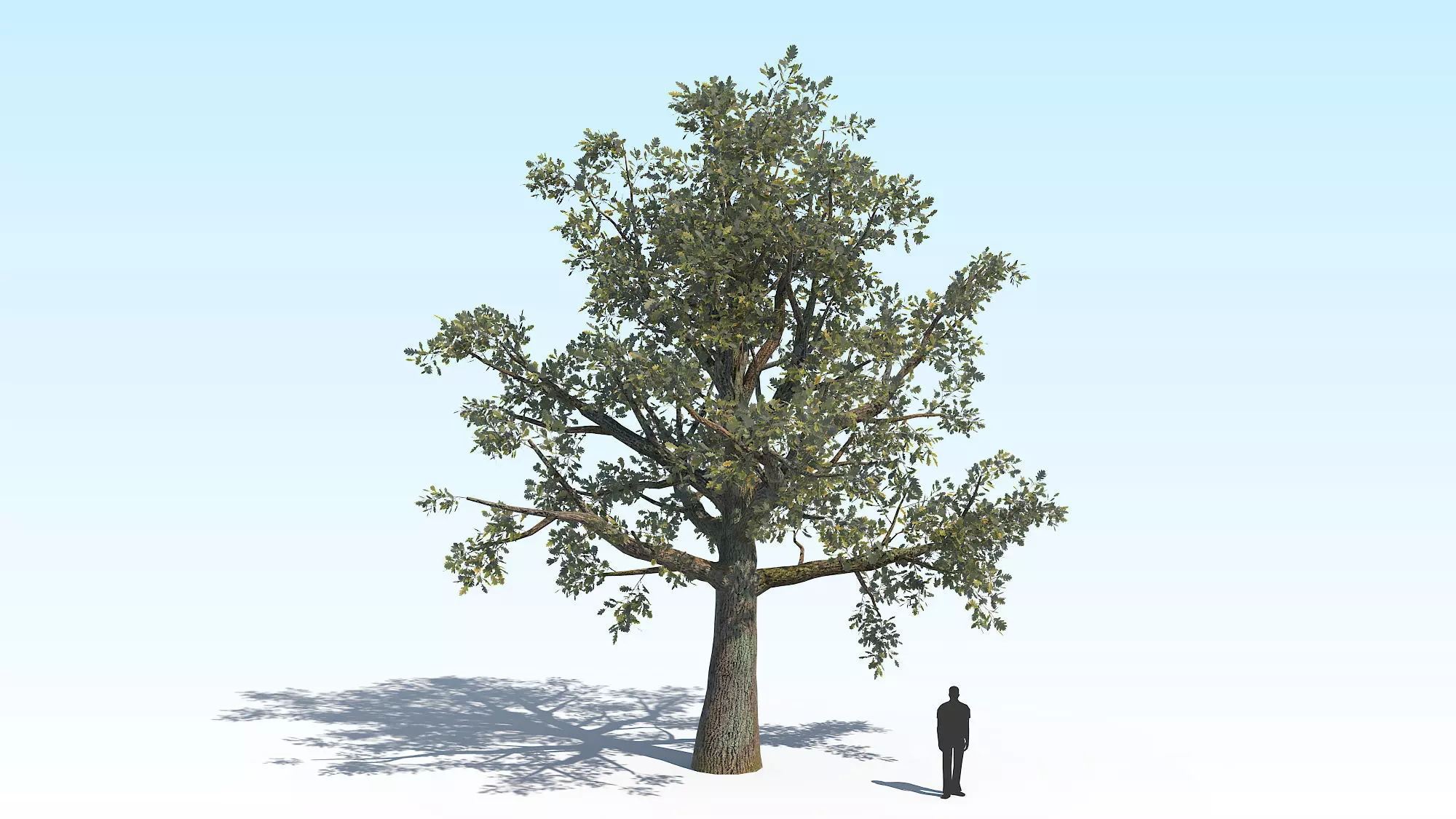 Oak Tree 03 PBR Low-poly 3D model