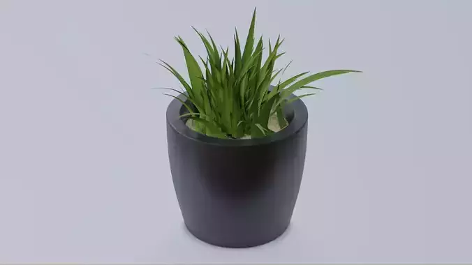 Desk Plant
