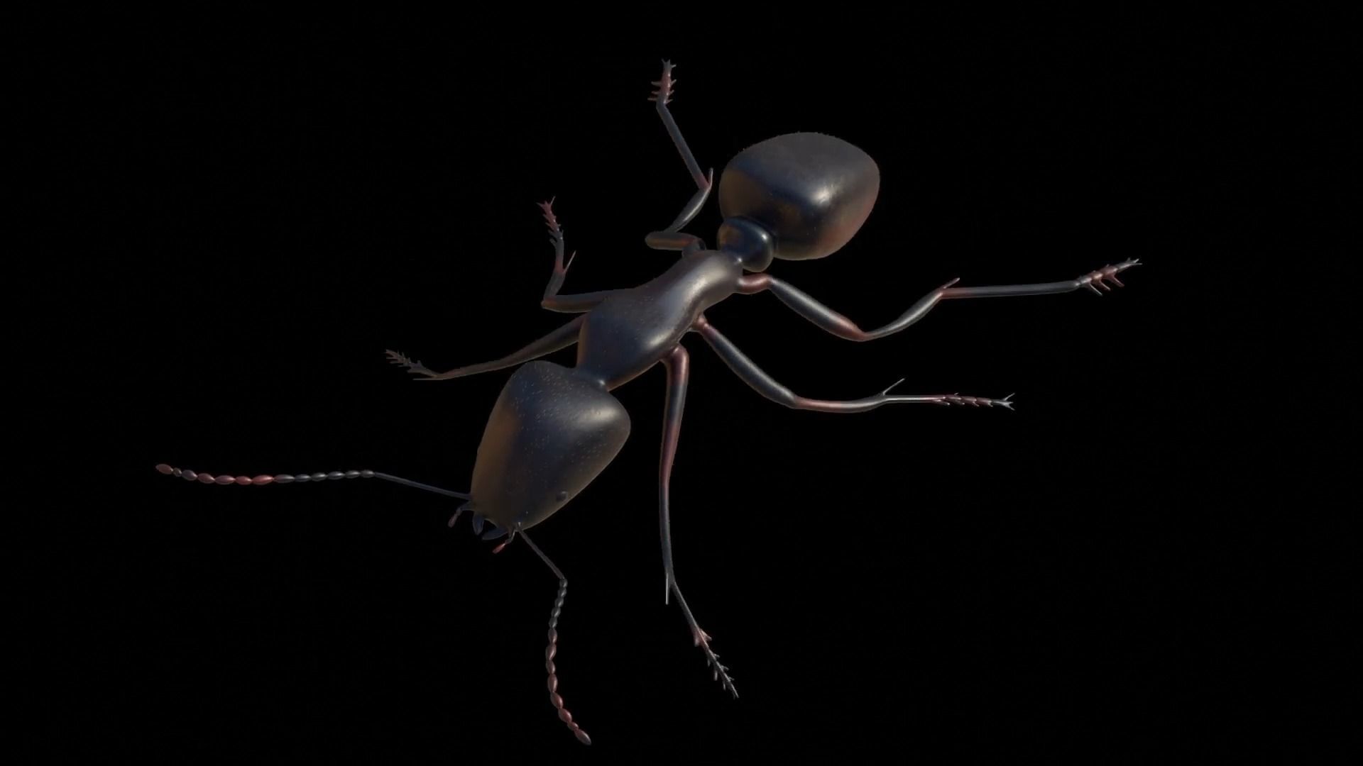 Ant and Bee rigged and animated animals 3D Model Collection_34
