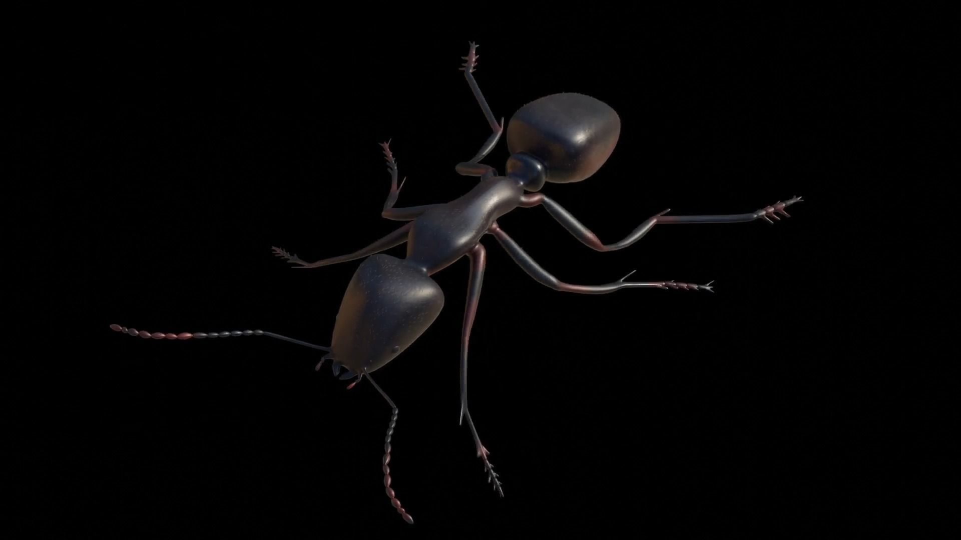 Ant and Bee rigged and animated animals 3D Model Collection_42