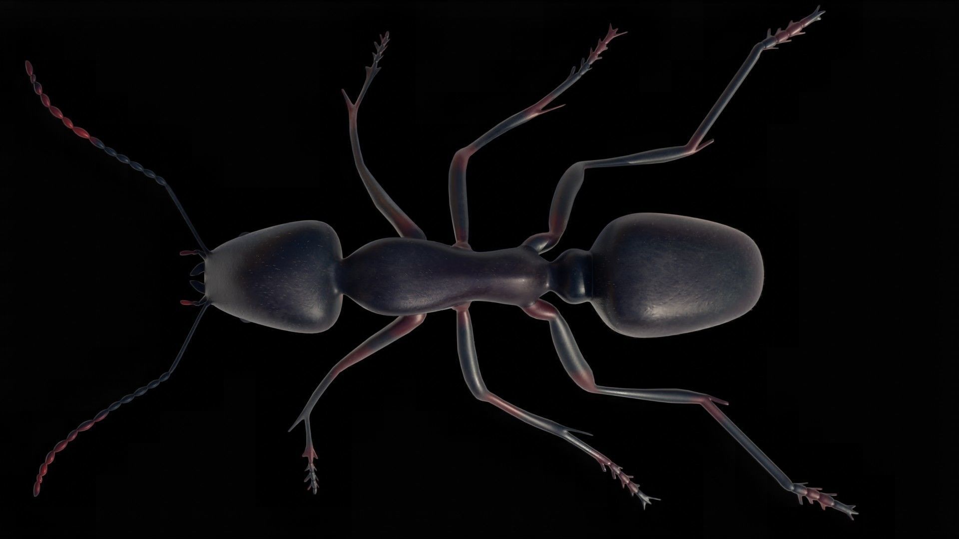 Ant and Bee rigged and animated animals 3D Model Collection_11