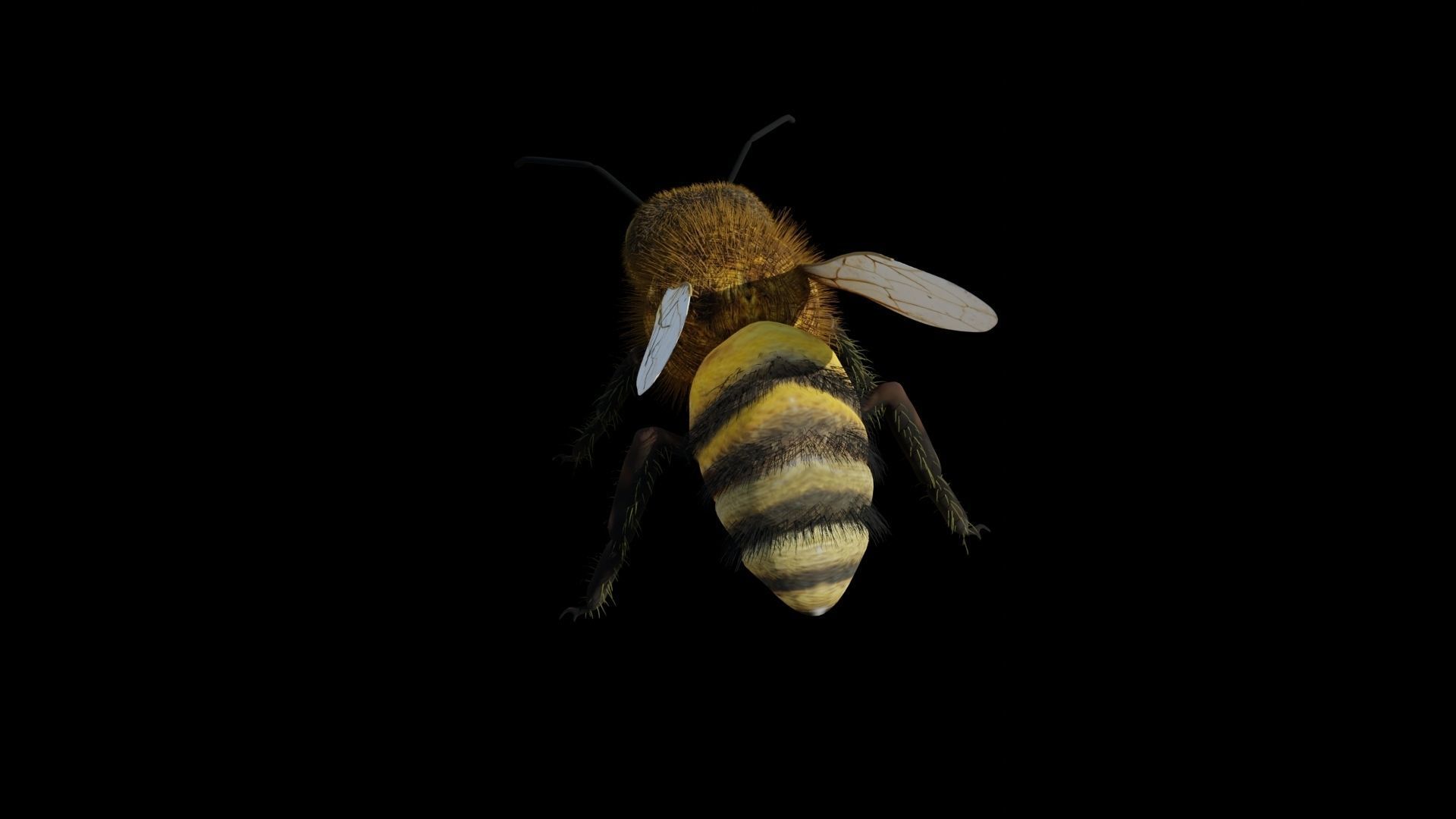 Ant and Bee rigged and animated animals 3D Model Collection_3