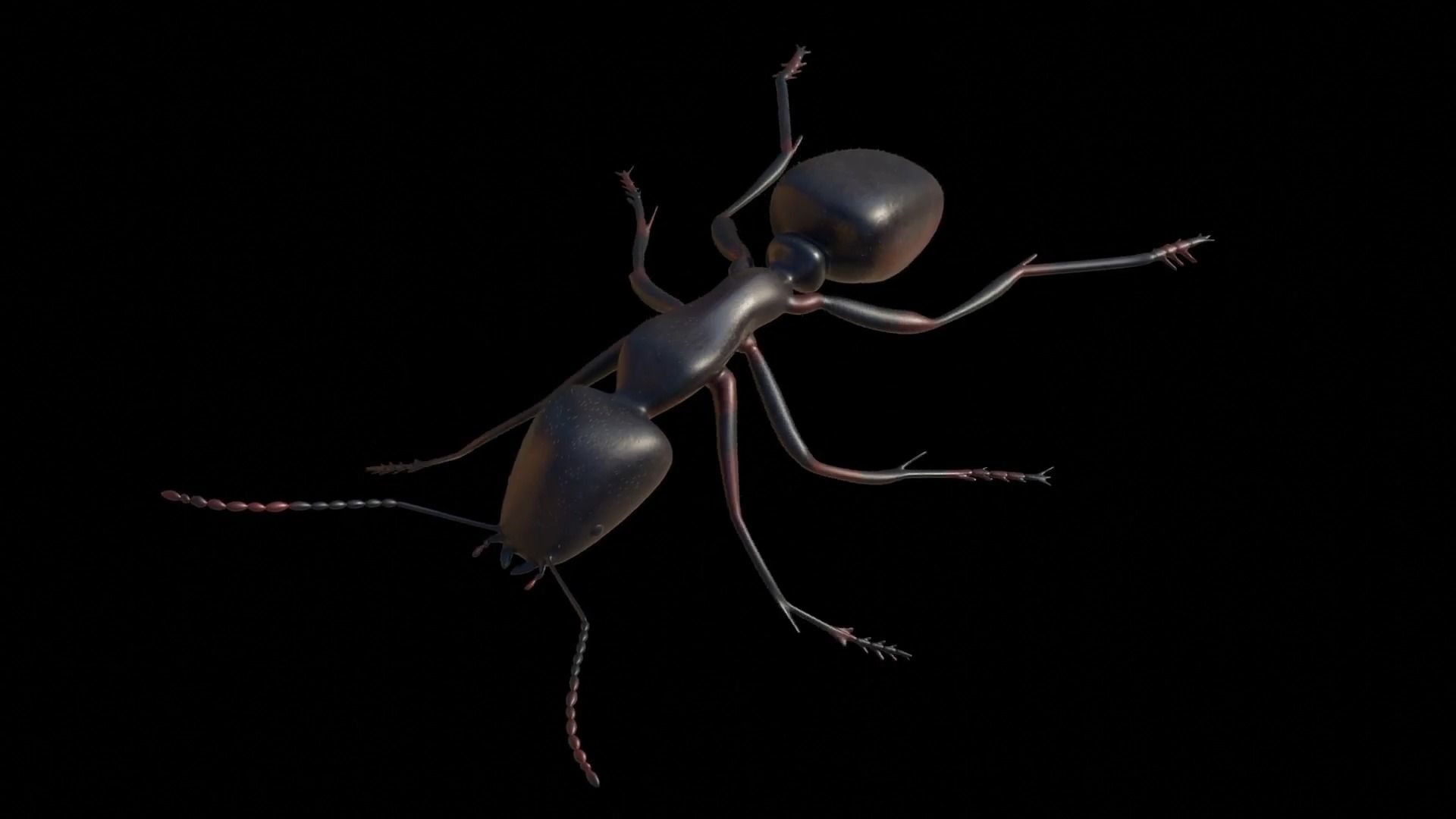 Ant and Bee rigged and animated animals 3D Model Collection_33