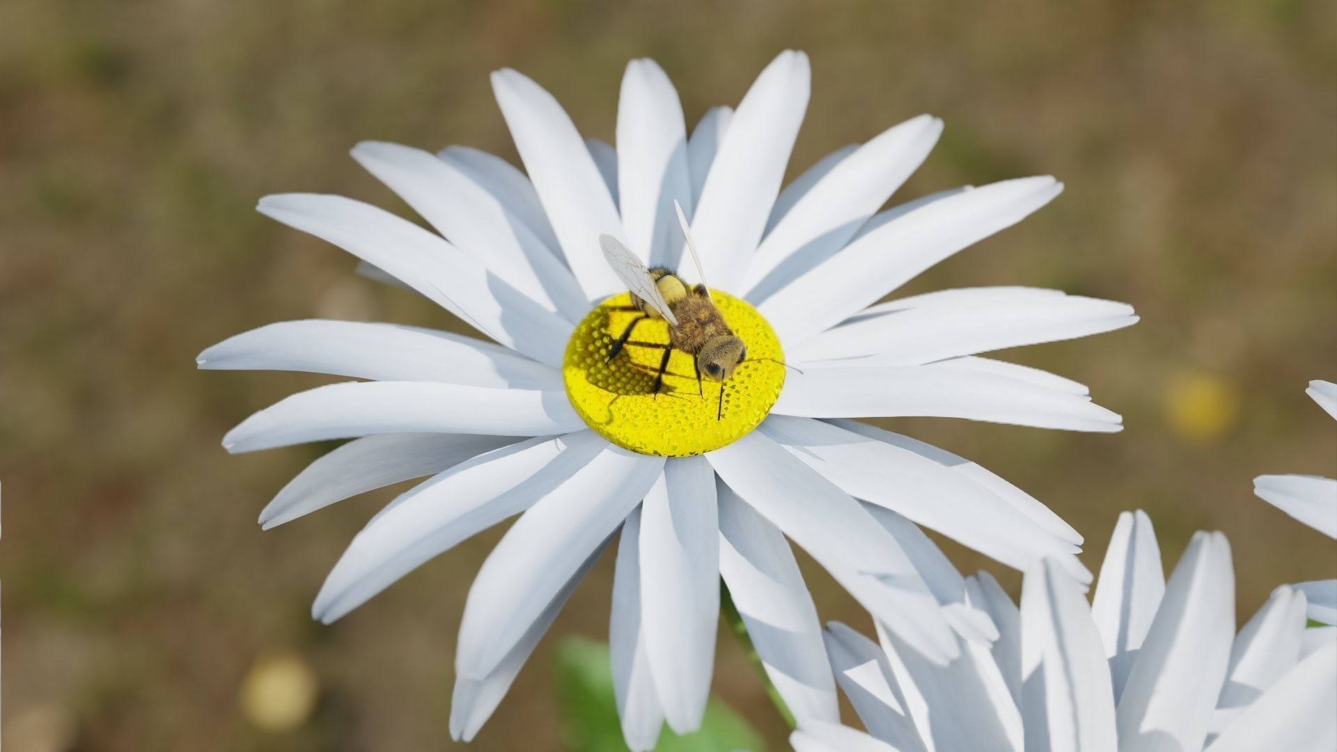 Ant and Bee rigged and animated animals 3D Model Collection_19