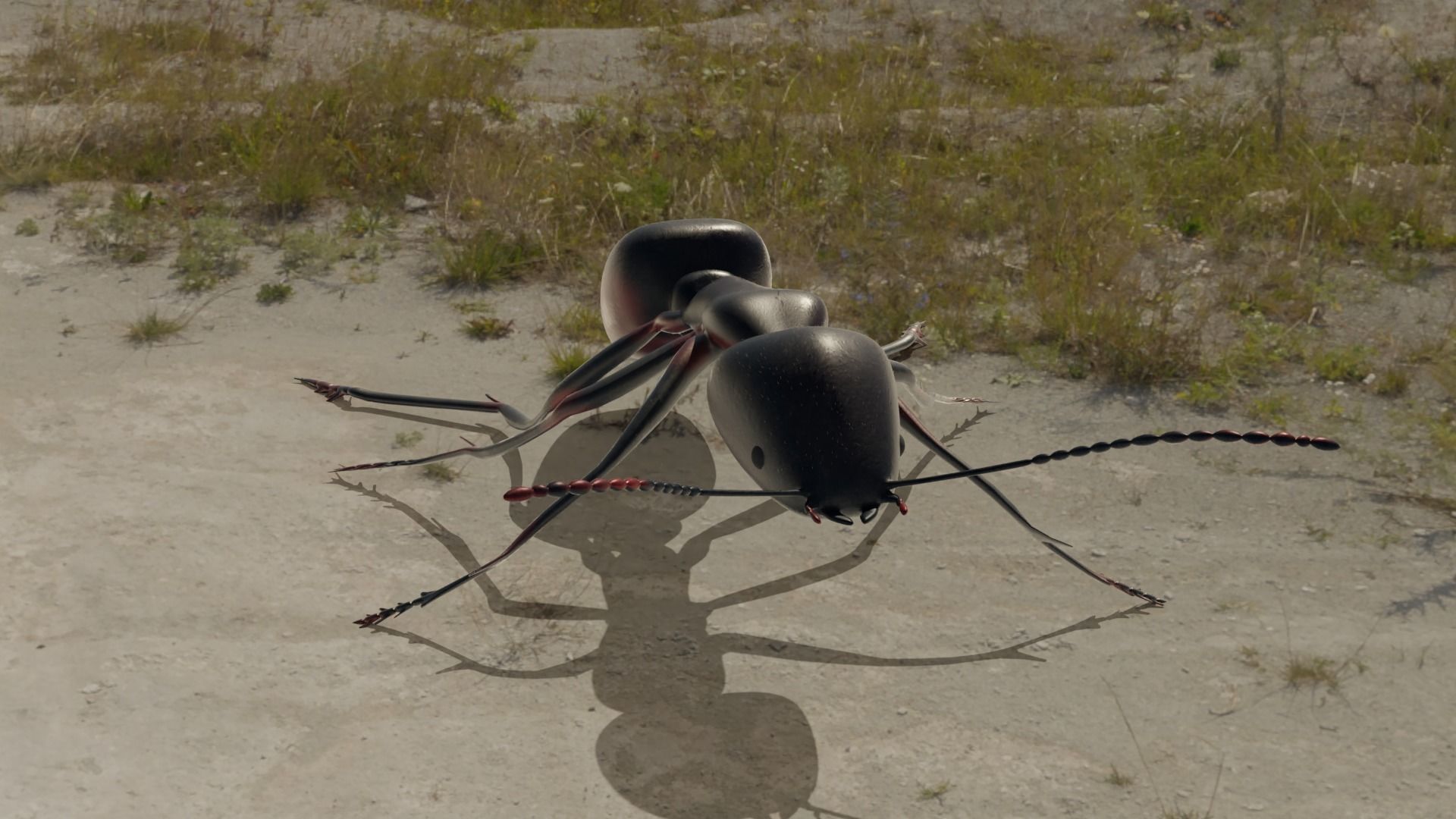 Ant and Bee rigged and animated animals 3D Model Collection_8