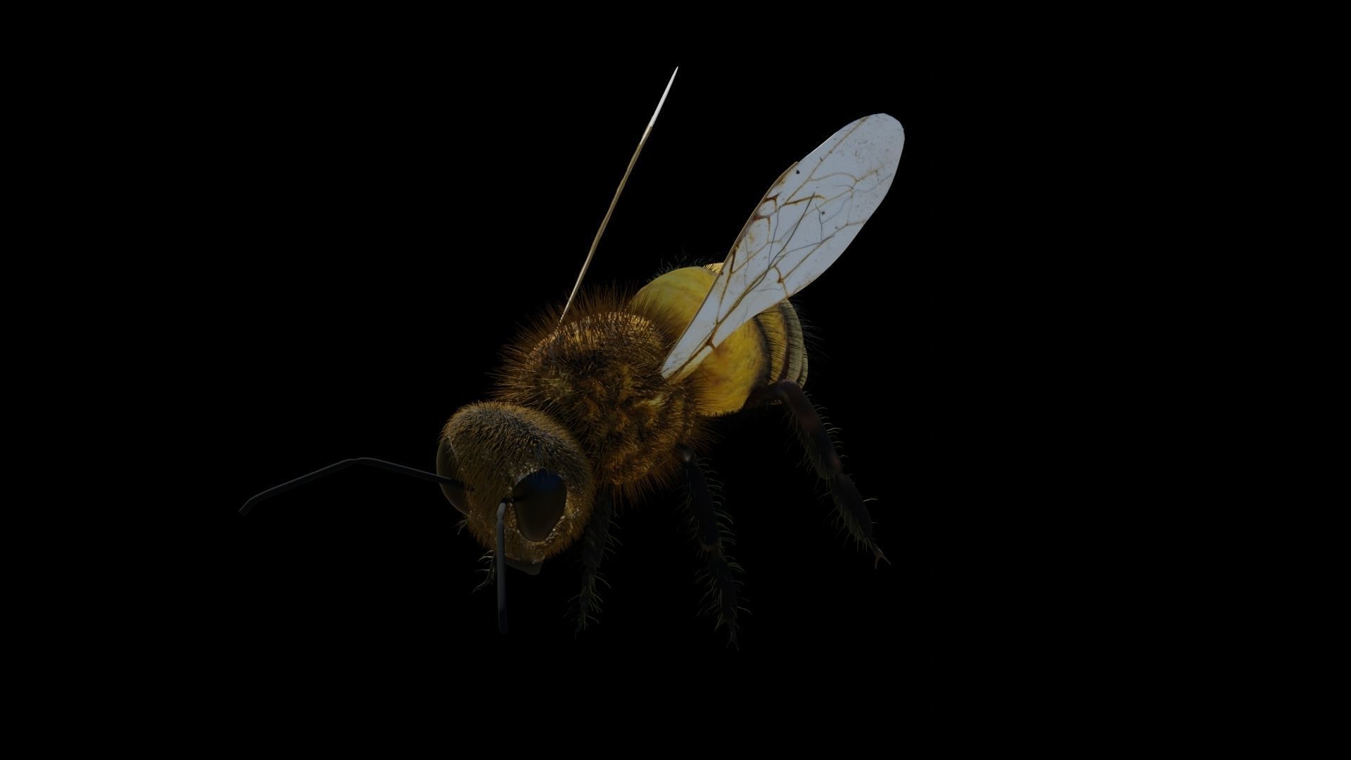 Ant and Bee rigged and animated animals 3D Model Collection_14