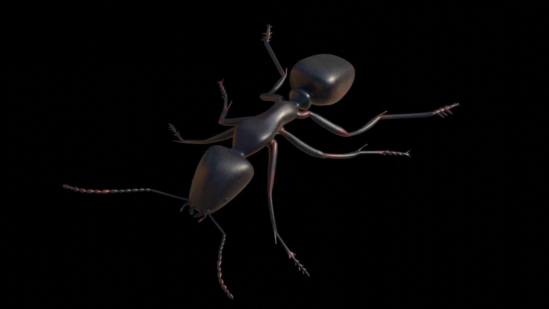 Ant and Bee rigged and animated animals 3D Model Collection_35