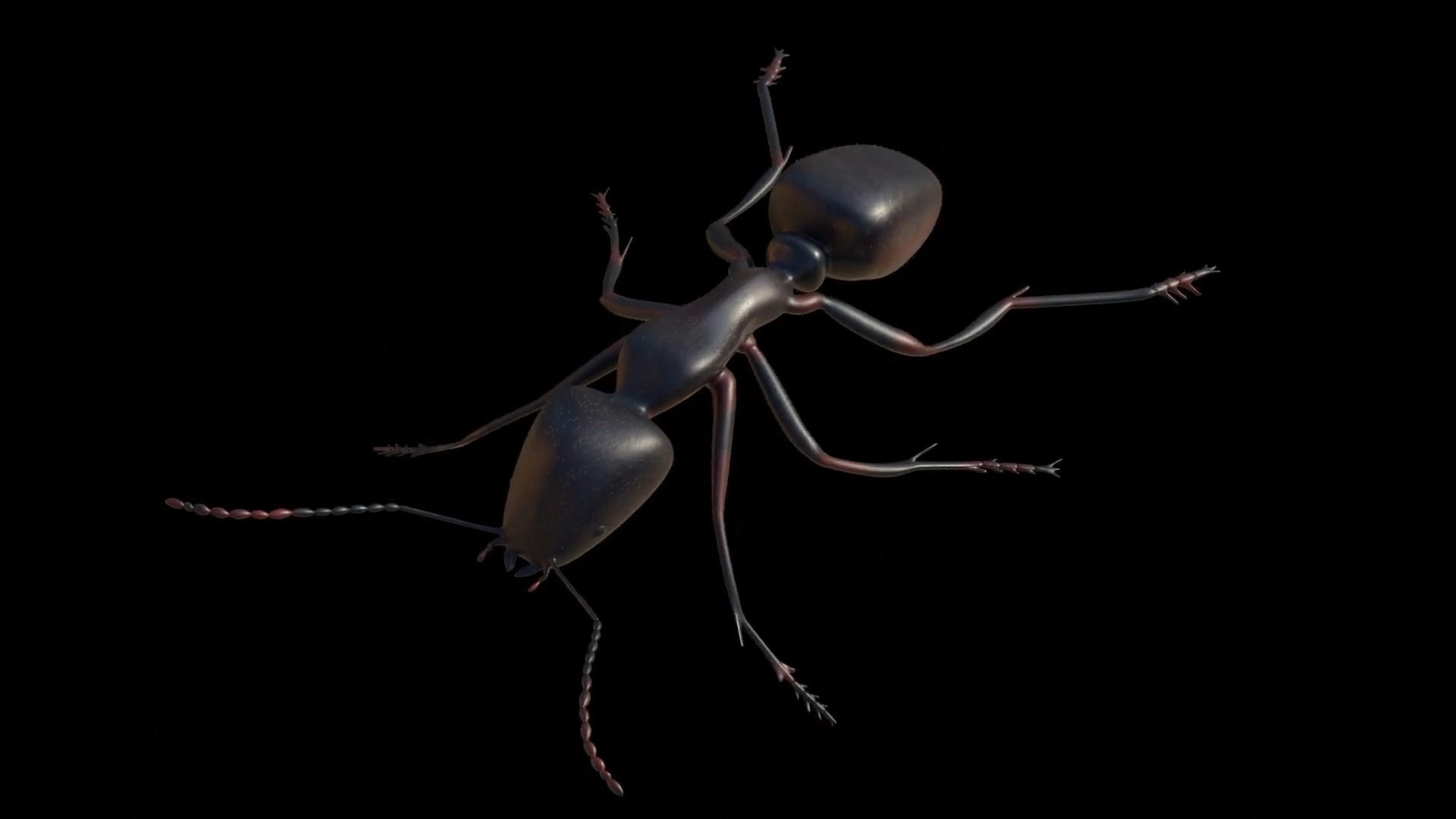 Ant and Bee rigged and animated animals 3D Model Collection_41