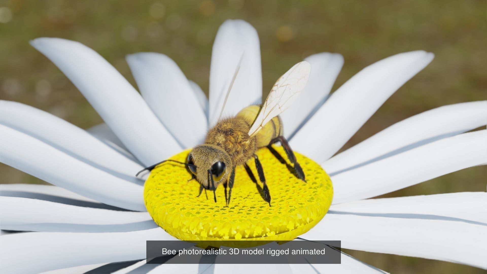 Ant and Bee rigged and animated animals 3D Model Collection_7