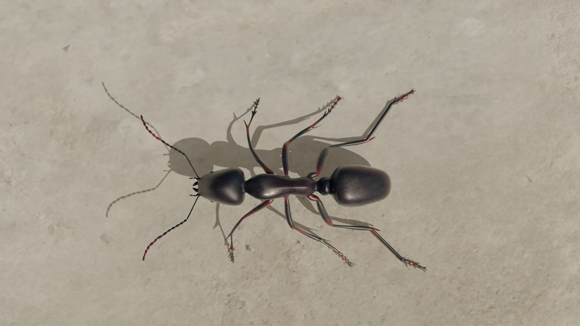 Ant and Bee rigged and animated animals 3D Model Collection_29