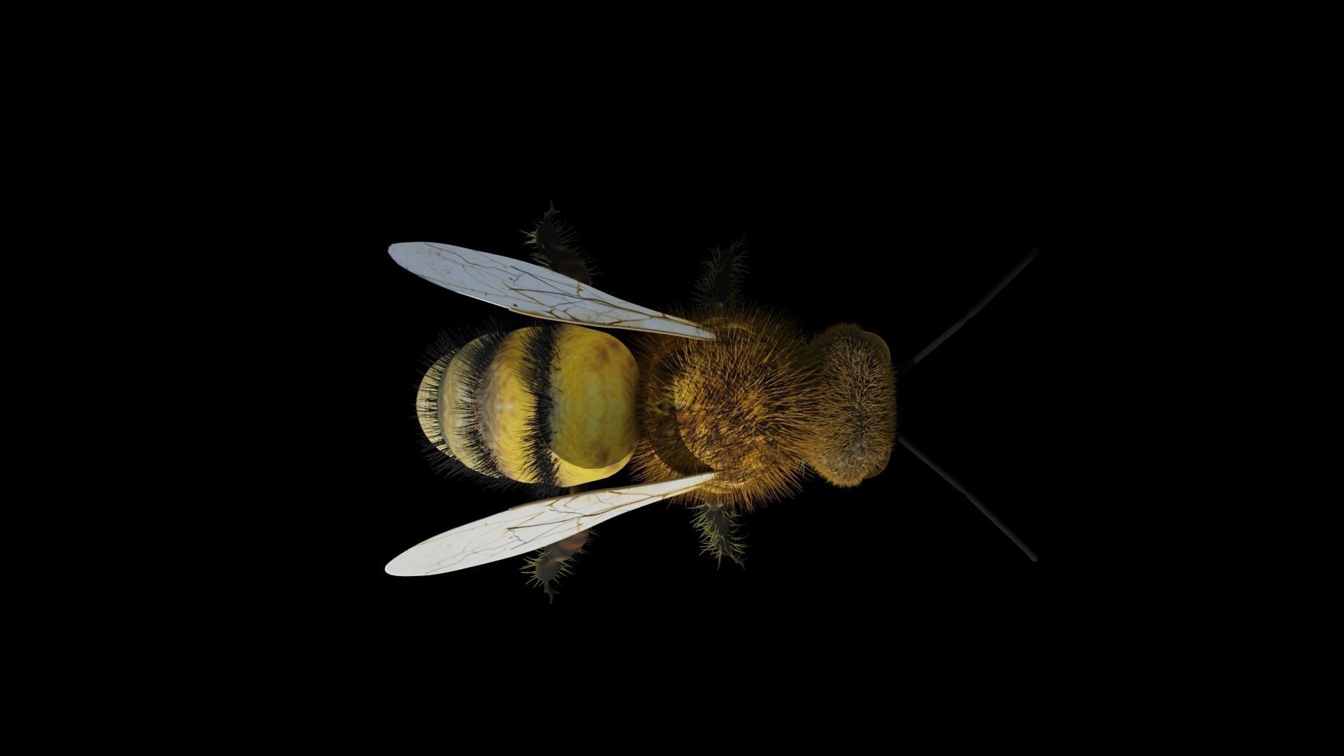 Ant and Bee rigged and animated animals 3D Model Collection_13