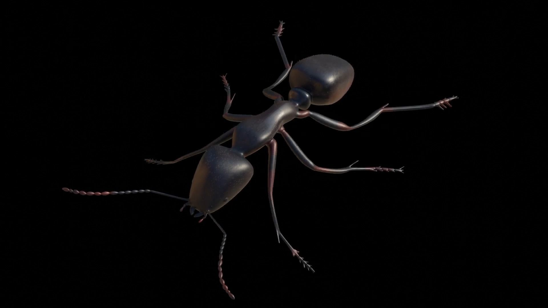 Ant and Bee rigged and animated animals 3D Model Collection_38