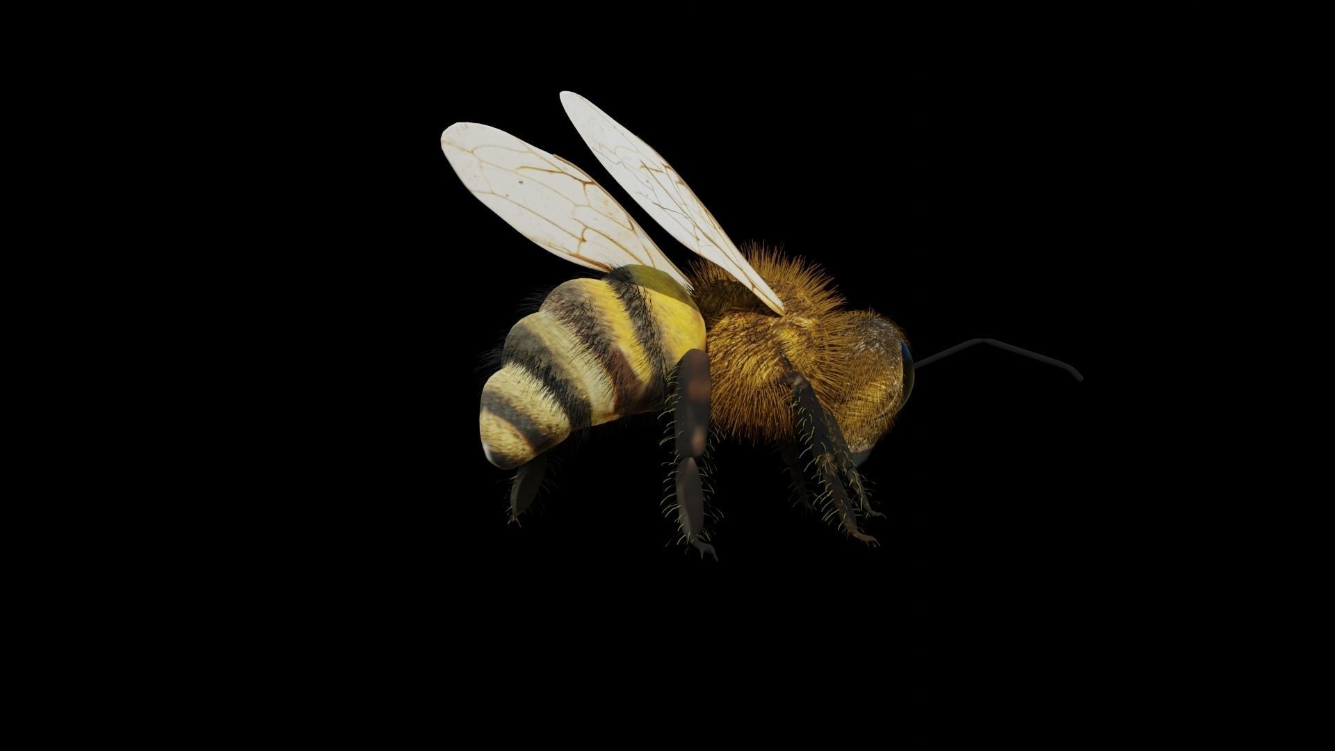 Ant and Bee rigged and animated animals 3D Model Collection_15