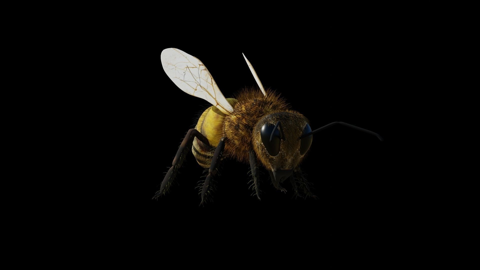 Ant and Bee rigged and animated animals 3D Model Collection_10