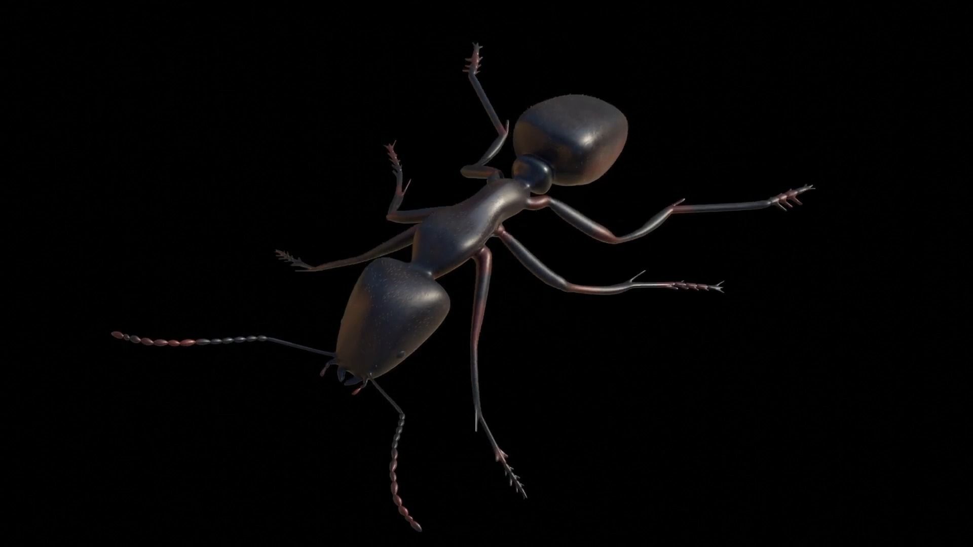 Ant and Bee rigged and animated animals 3D Model Collection_32