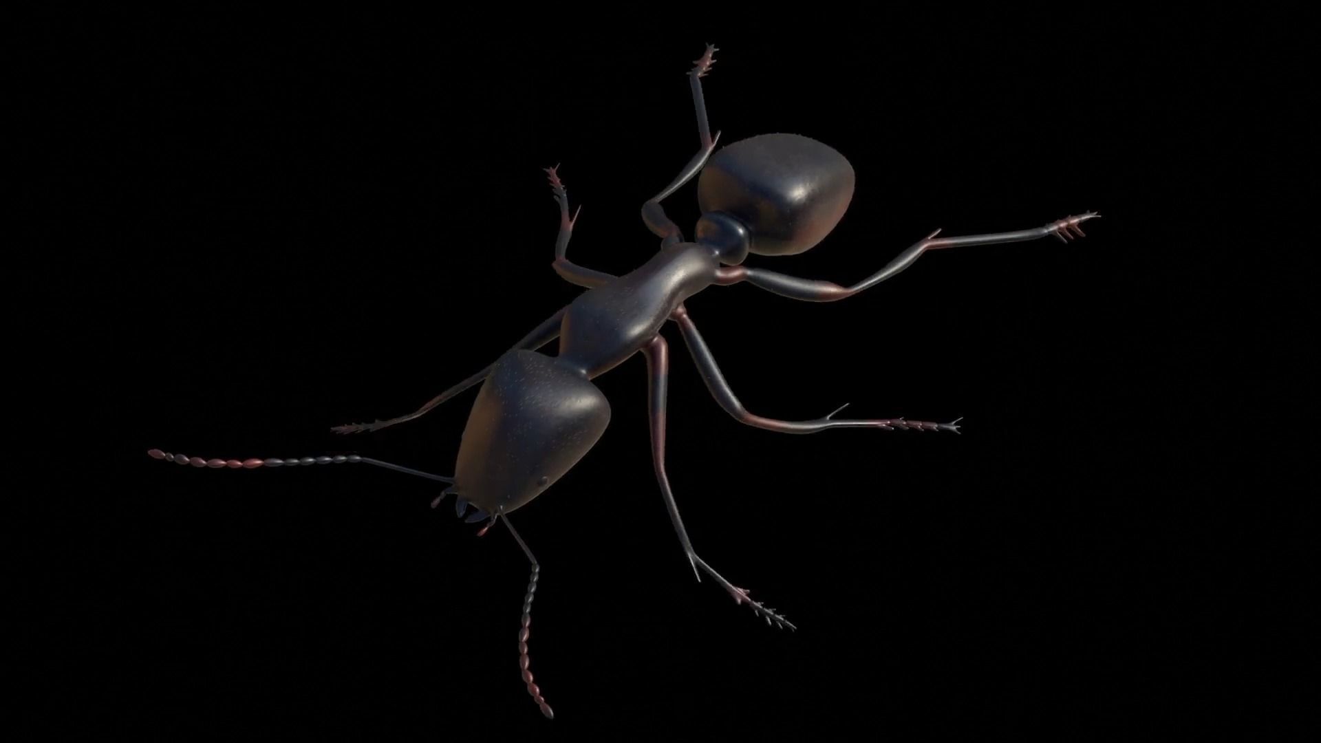 Ant and Bee rigged and animated animals 3D Model Collection_37