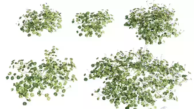 Viola hederacea -Australian Native Violet - 01