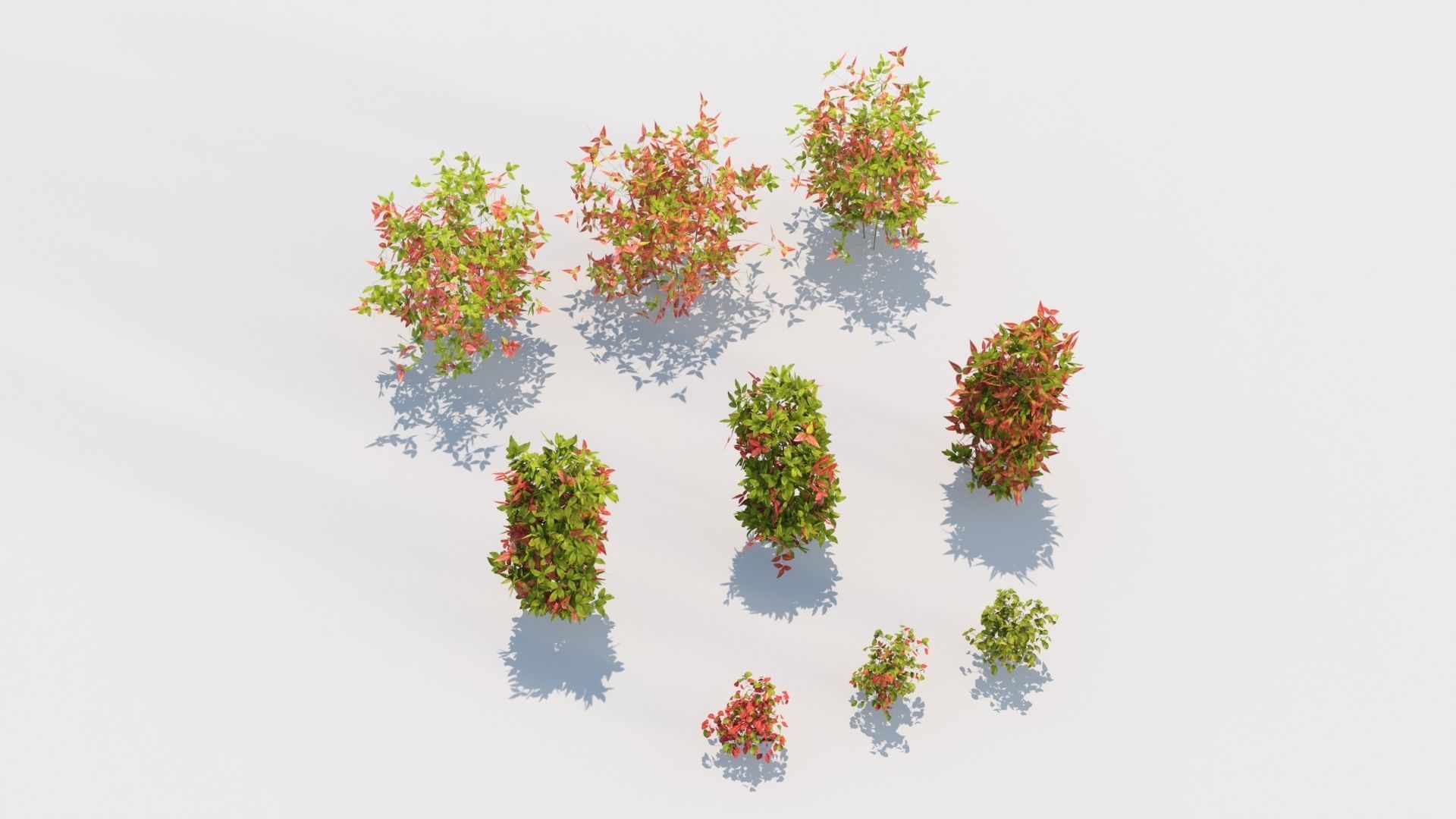 Nandina domestica Otafukunanten  3D model_6