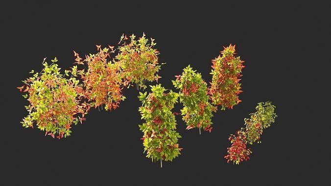 Nandina domestica Otafukunanten  3D model