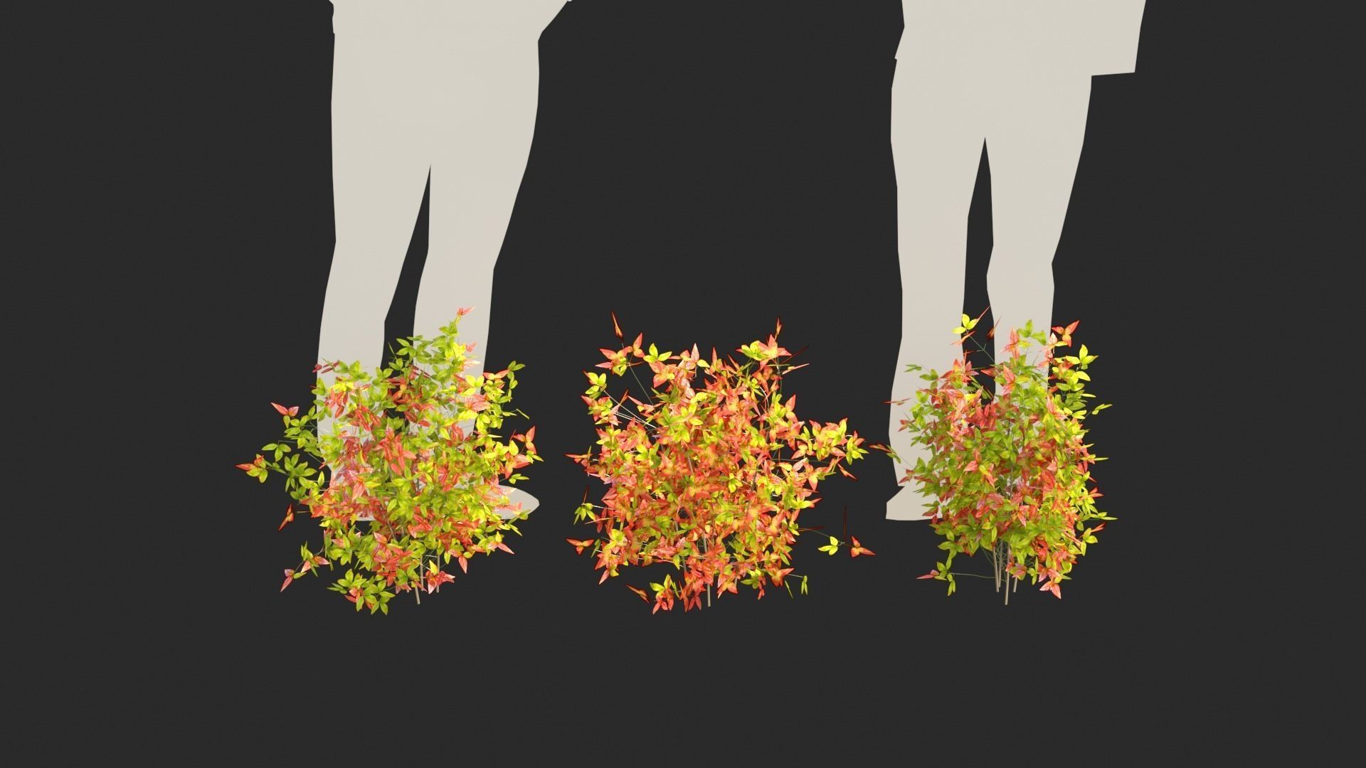 Nandina domestica Otafukunanten  3D model_1