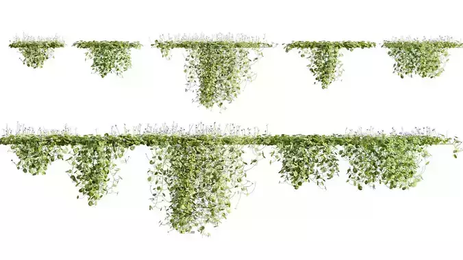 Viola hederacea -Australian Native Violet - 02