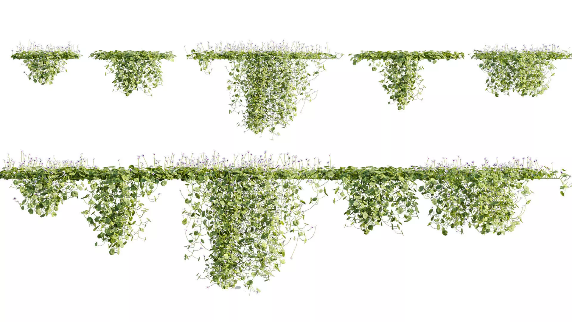 Viola hederacea -Australian Native Violet - 02 3D model_0