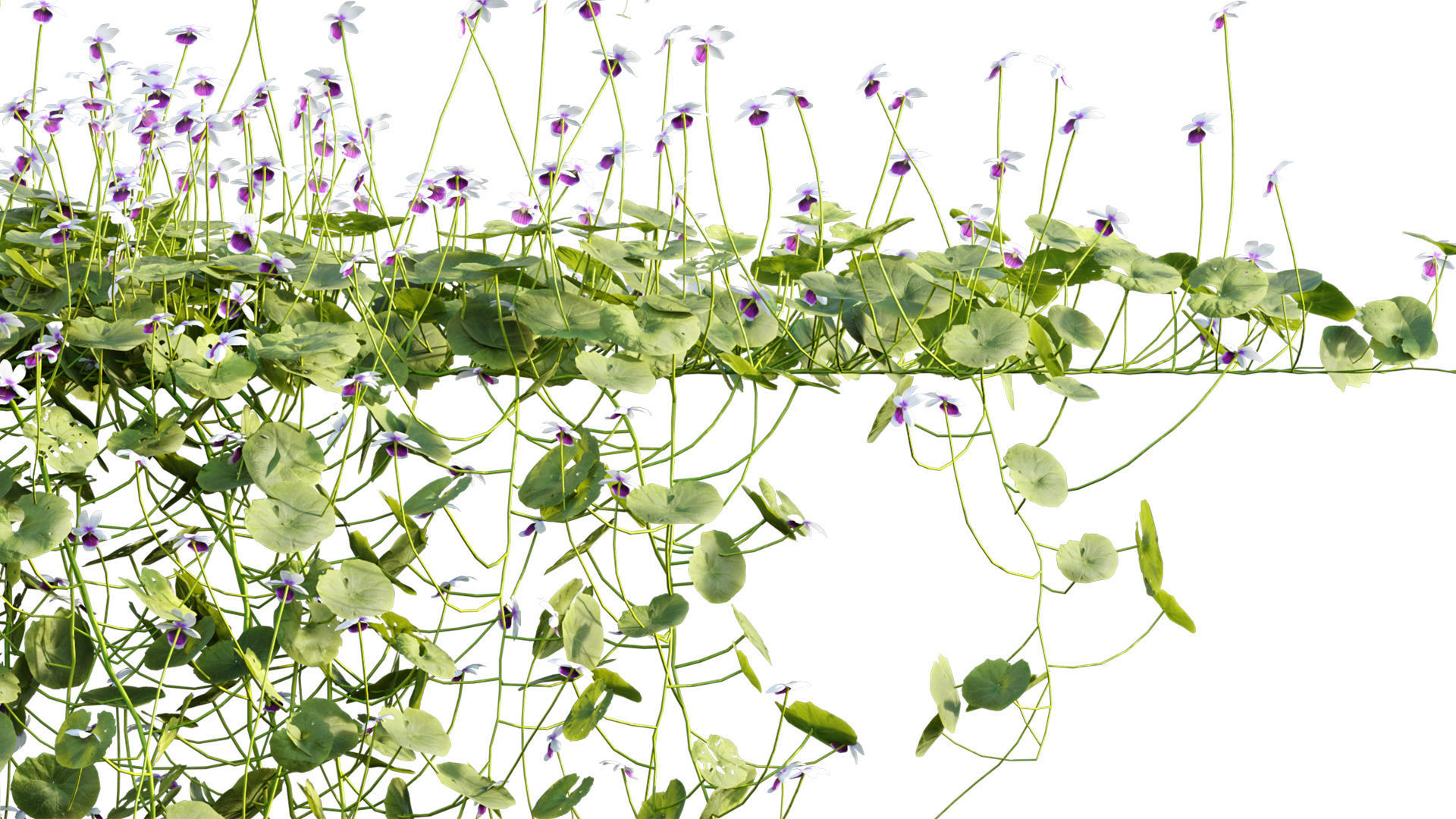 Viola hederacea -Australian Native Violet - 02 3D model_1