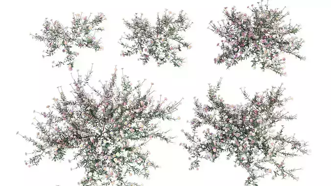 Erigeron karvinskianus - Spanish Daisy - 01