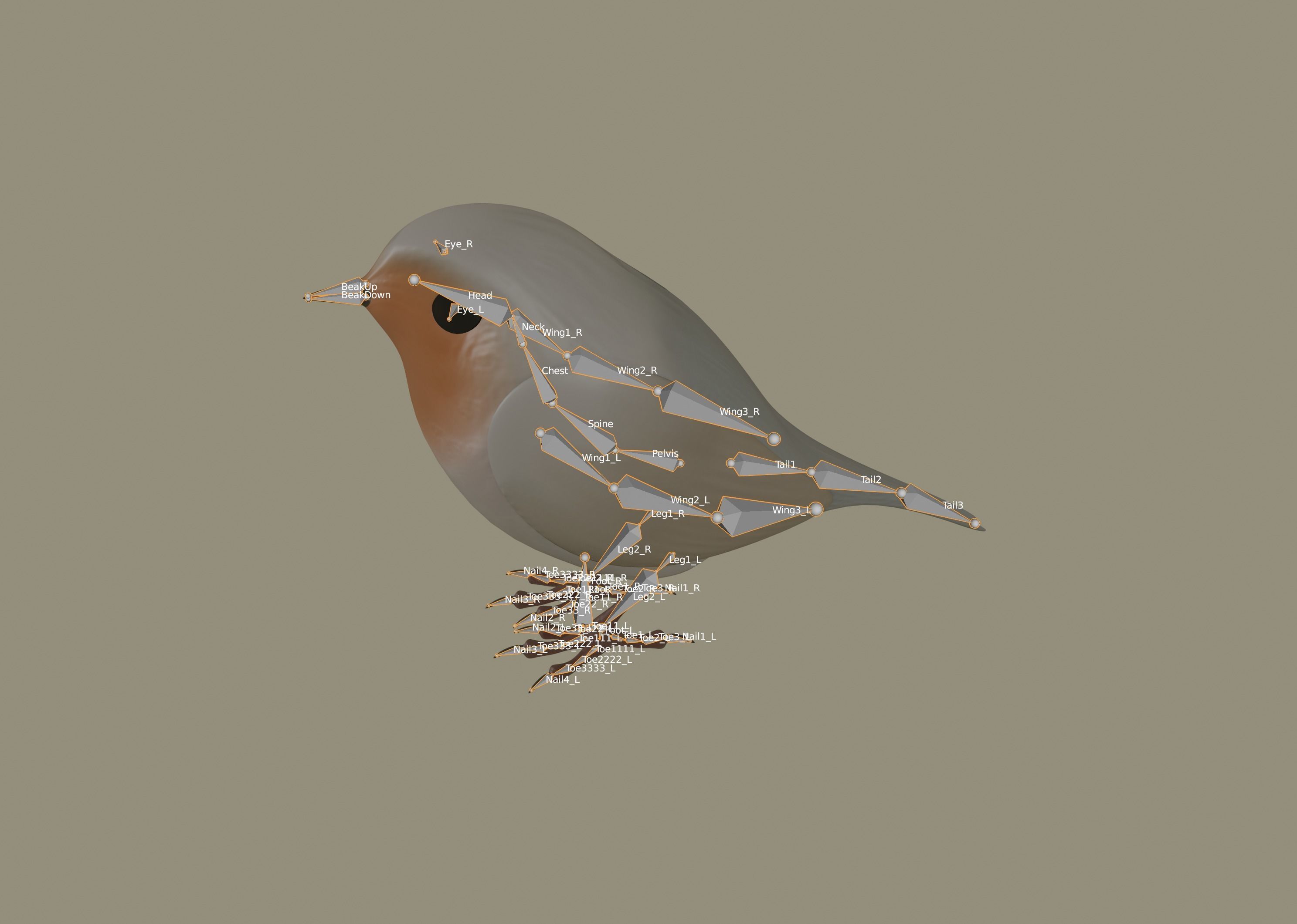 European Robin Bird 3D model_13