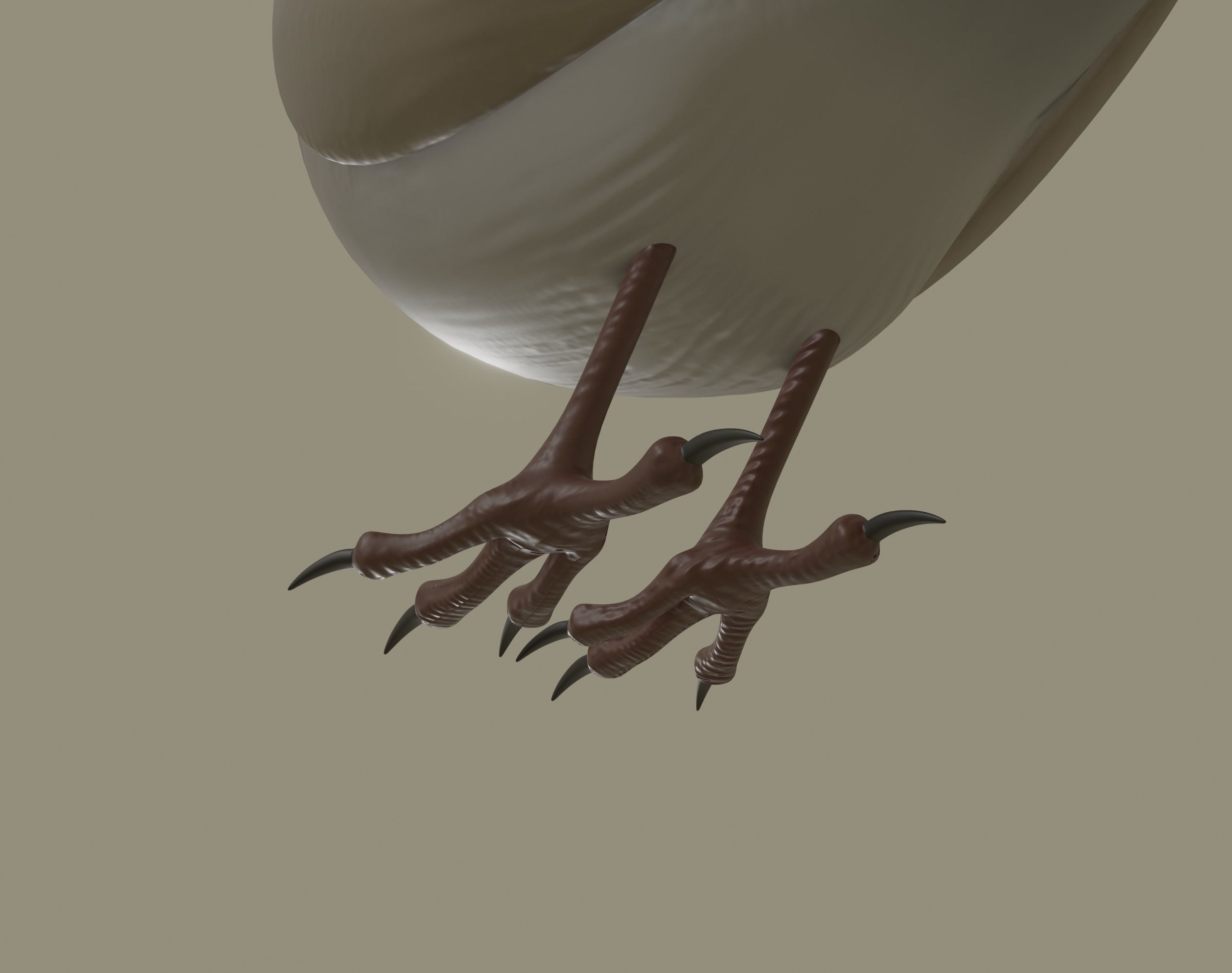 European Robin Bird 3D model_9