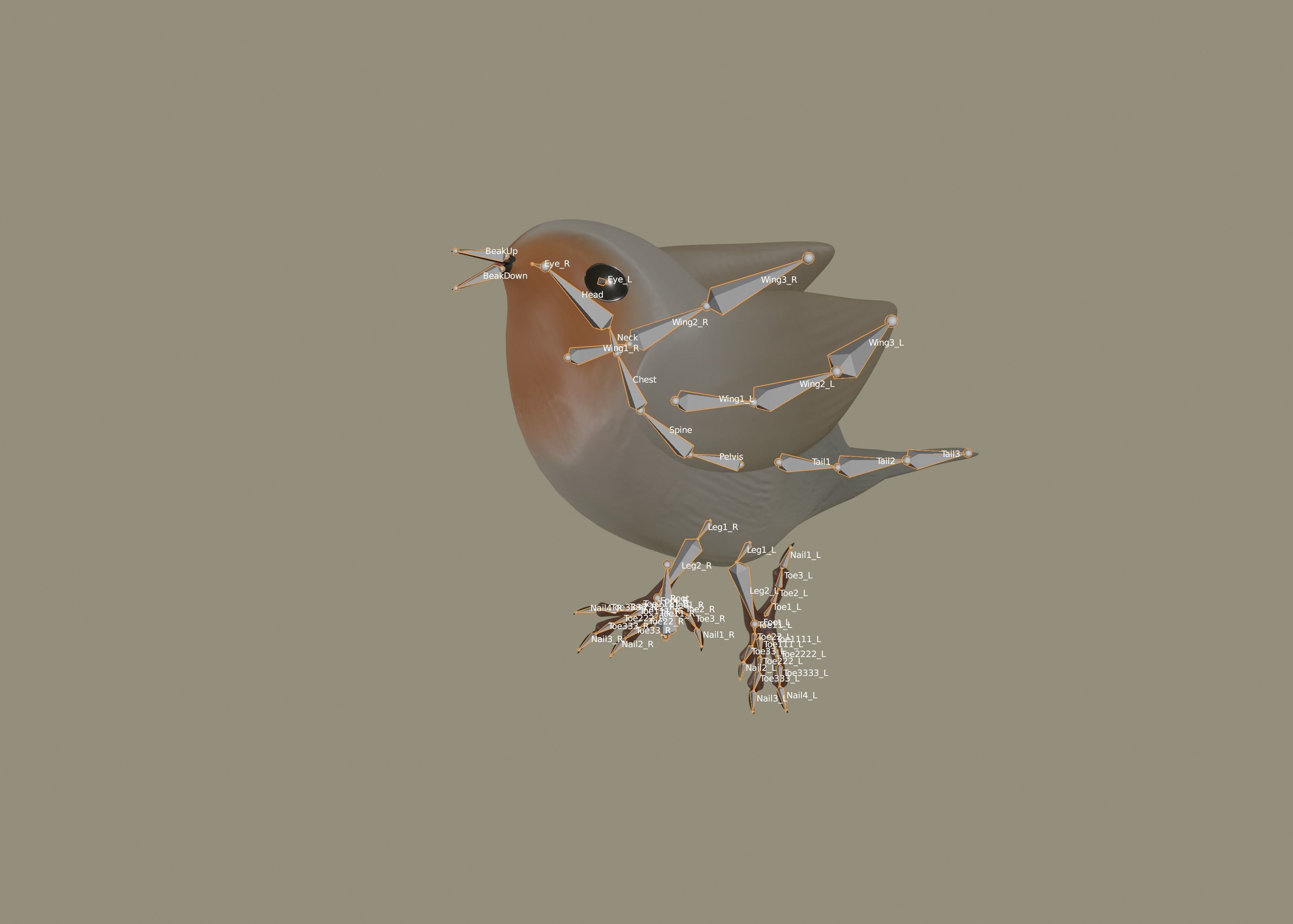 European Robin Bird 3D model_12