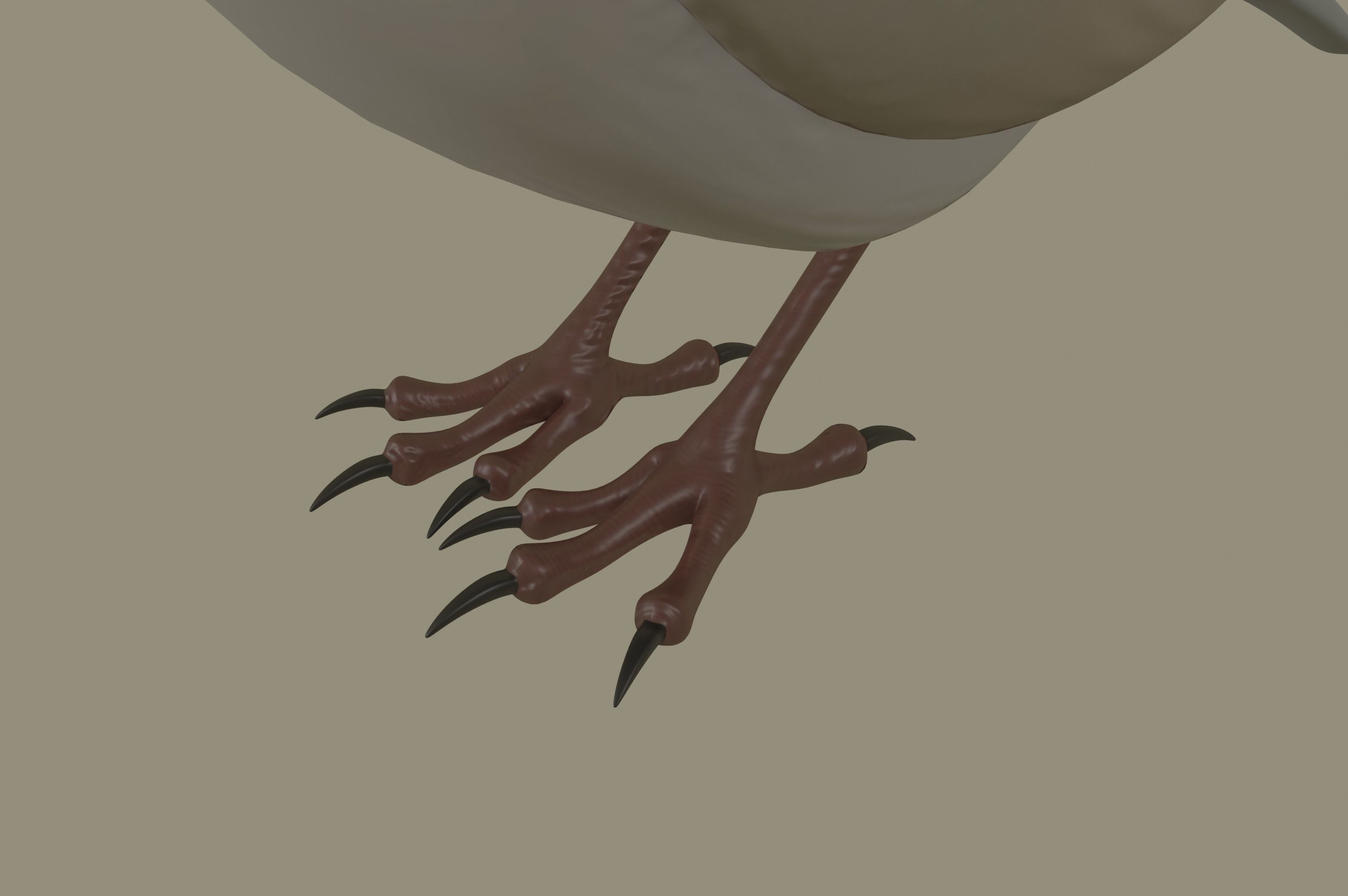 European Robin Bird 3D model_10