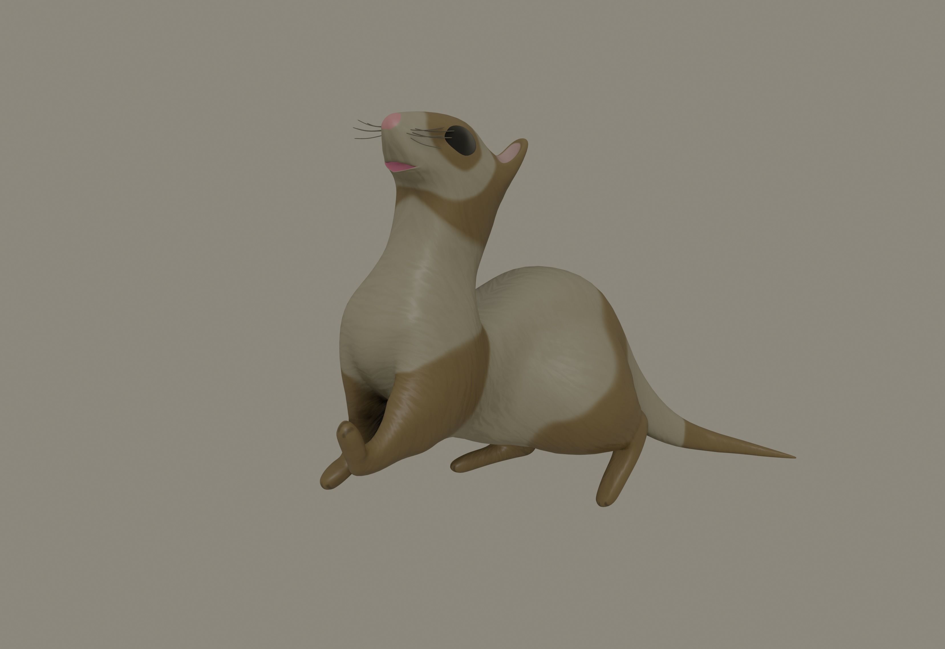Ferret 3D model_10