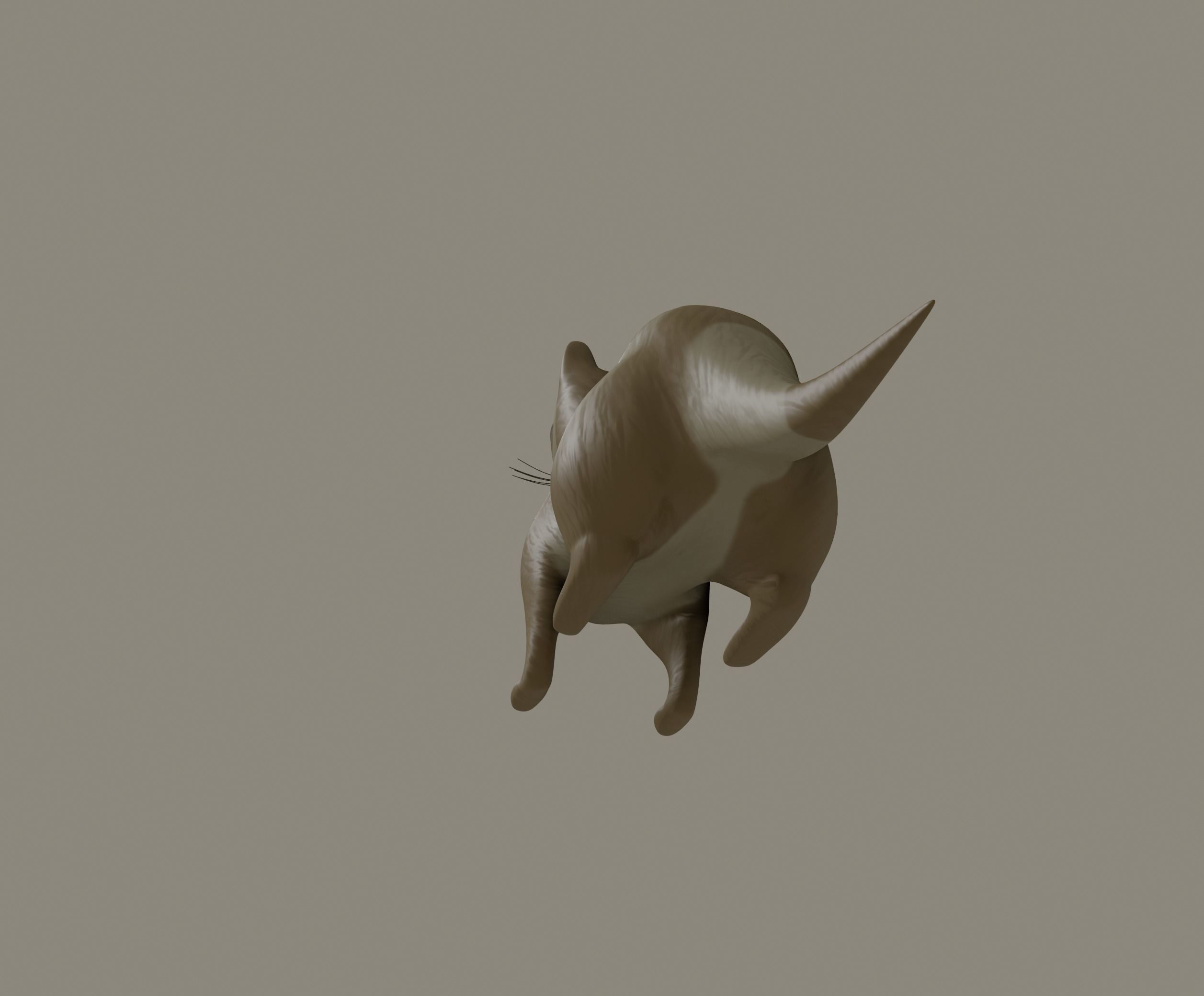 Ferret 3D model_5