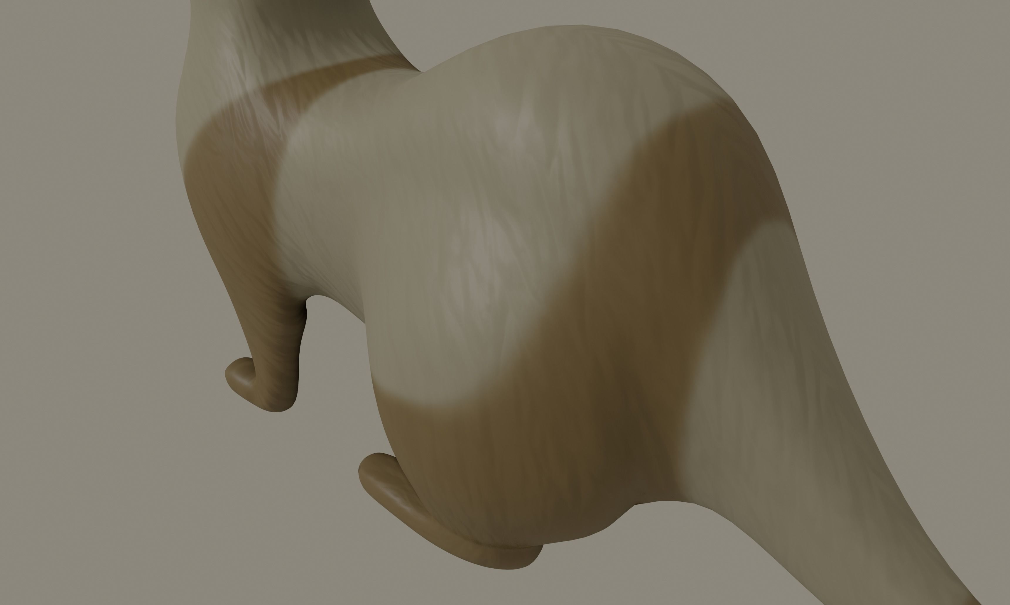 Ferret 3D model_8
