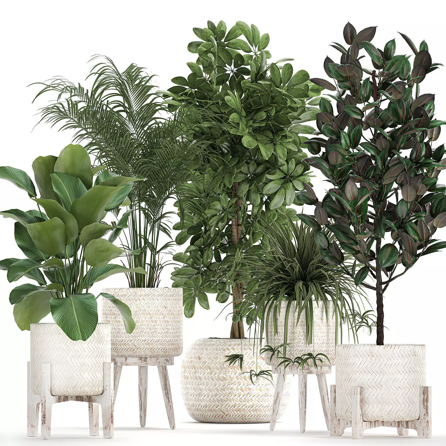 Houseplants in a white baskets rattan for the interior 789 3D model