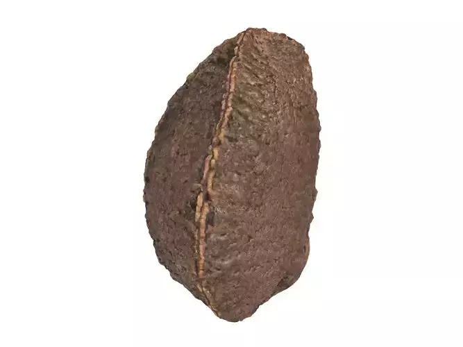 Photorealistic Brazil Nut In Shell 3D Scan